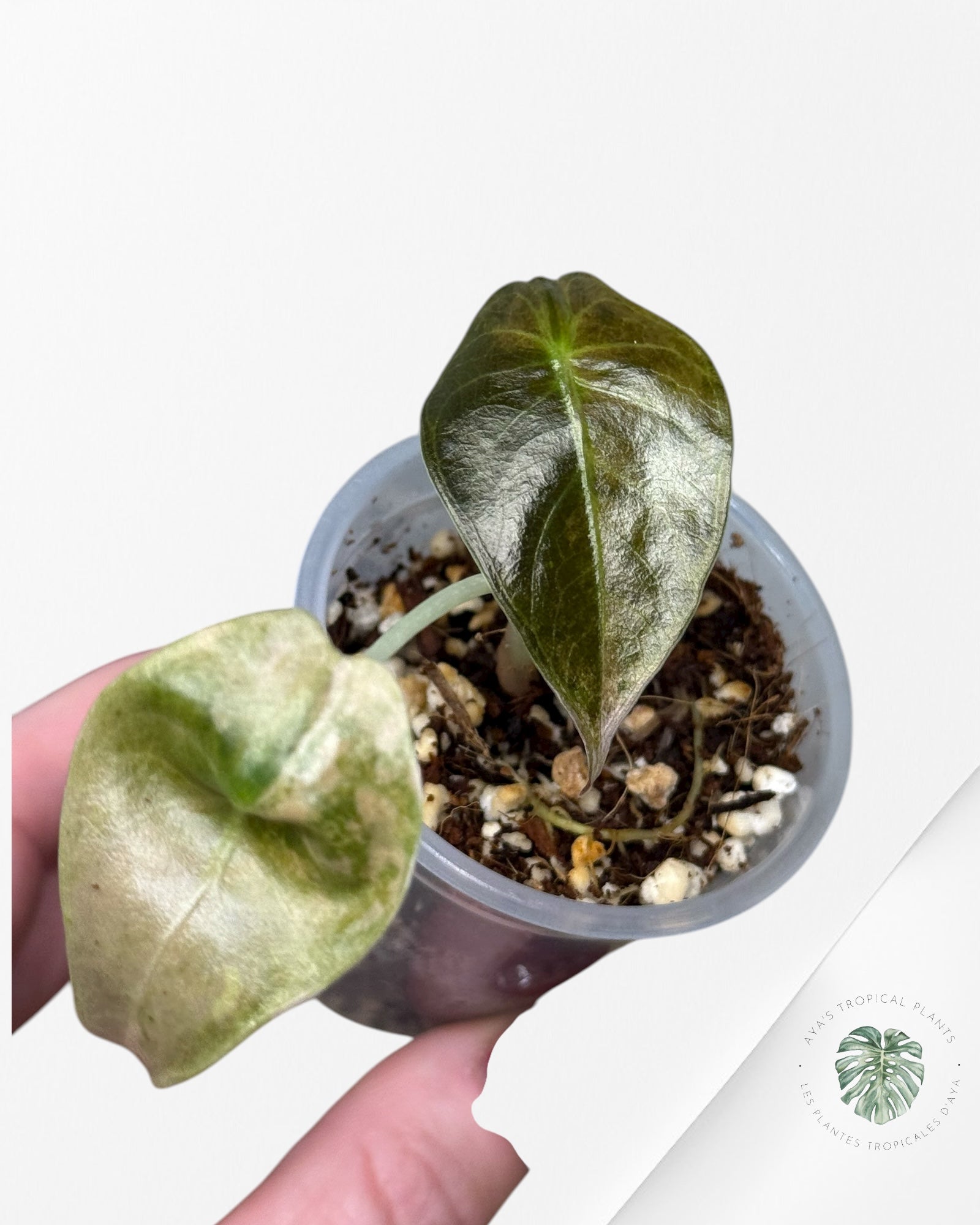 Alocasia Sedenii Variegated Aurea| Rare TC Plant| Aya's Tropical Plants