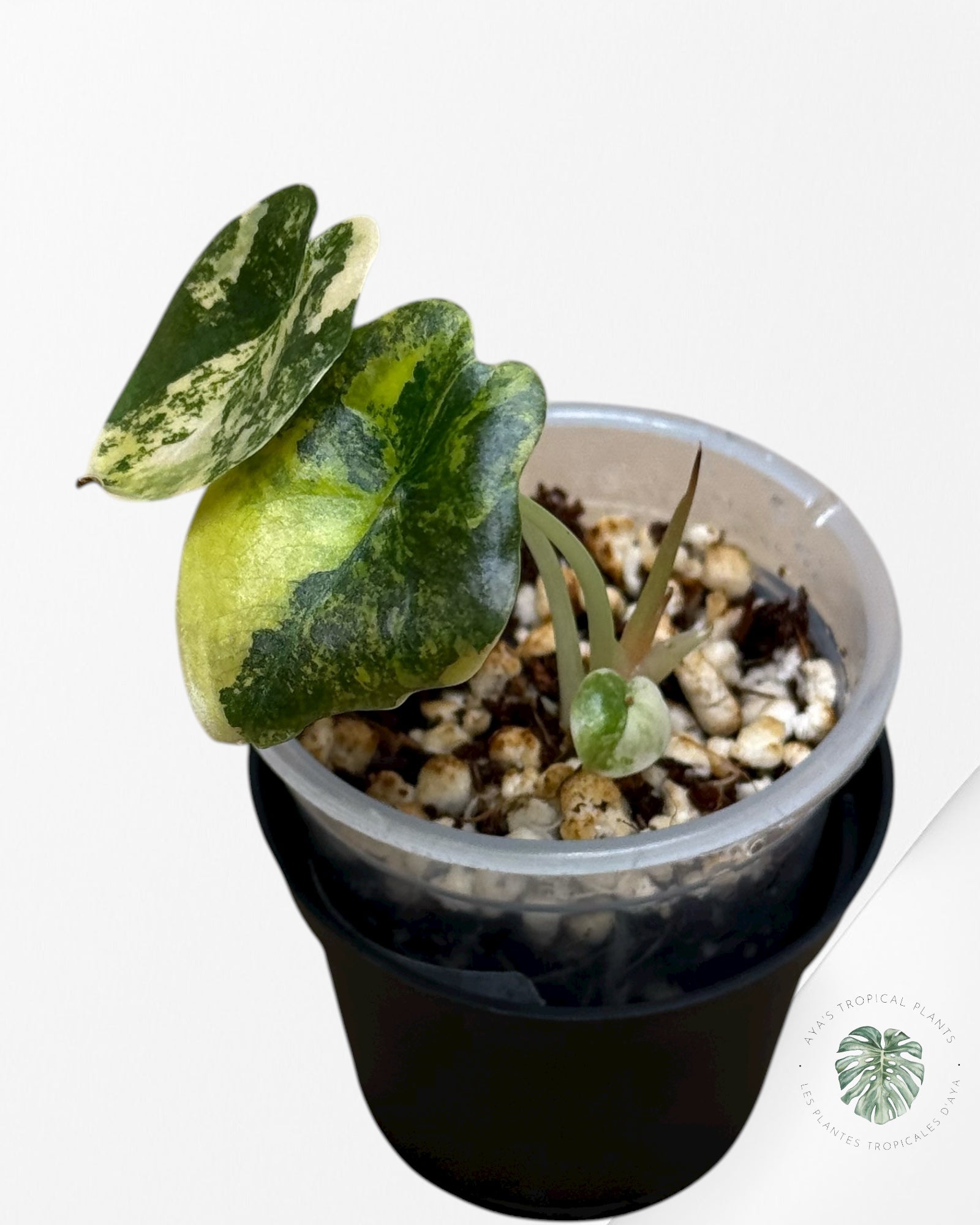 Alocasia Cuprea Golden Latte variegated | Rare TC Plant| Aya's Tropical Plants