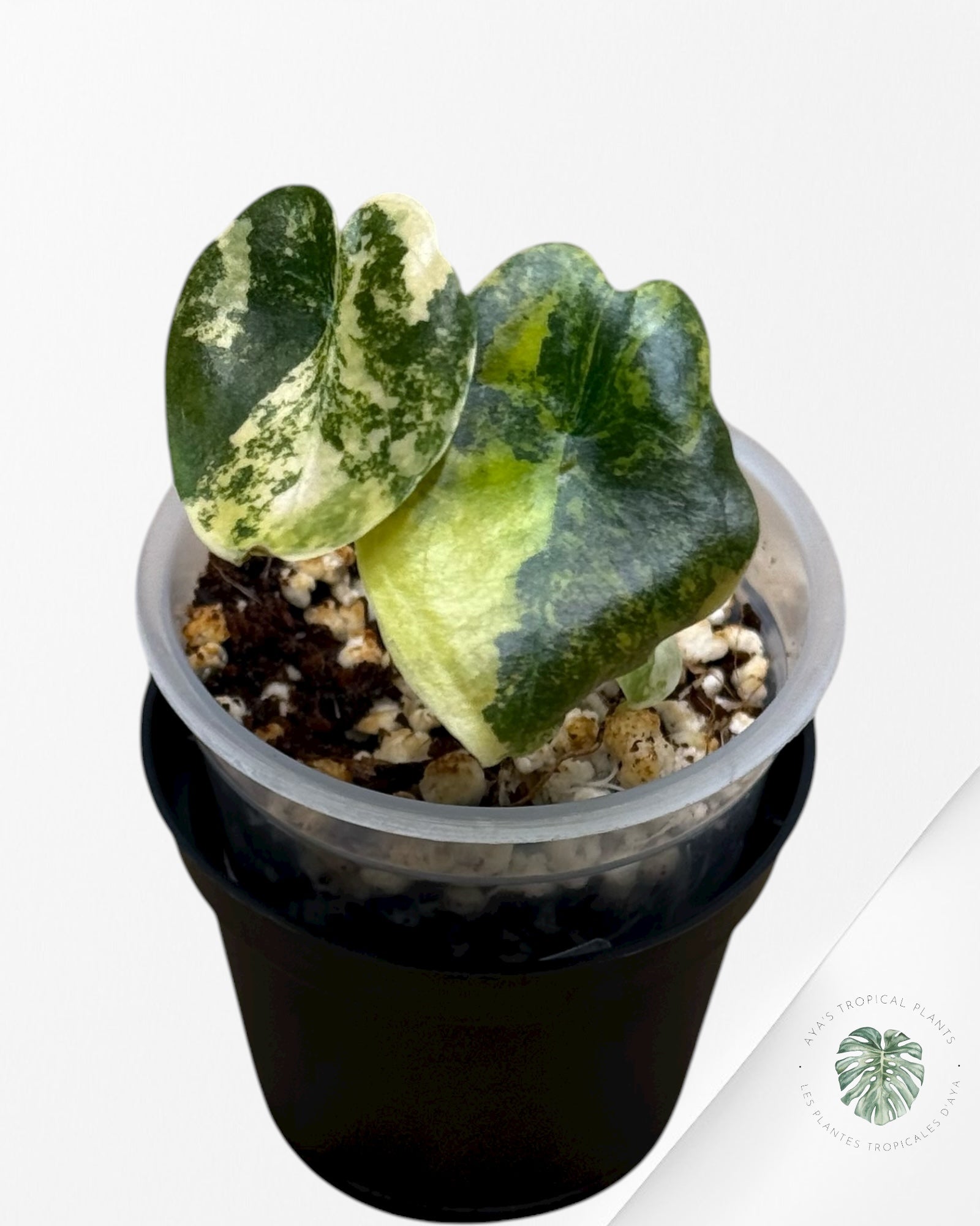 Alocasia Cuprea Golden Latte variegated | Rare TC Plant| Aya's Tropical Plants