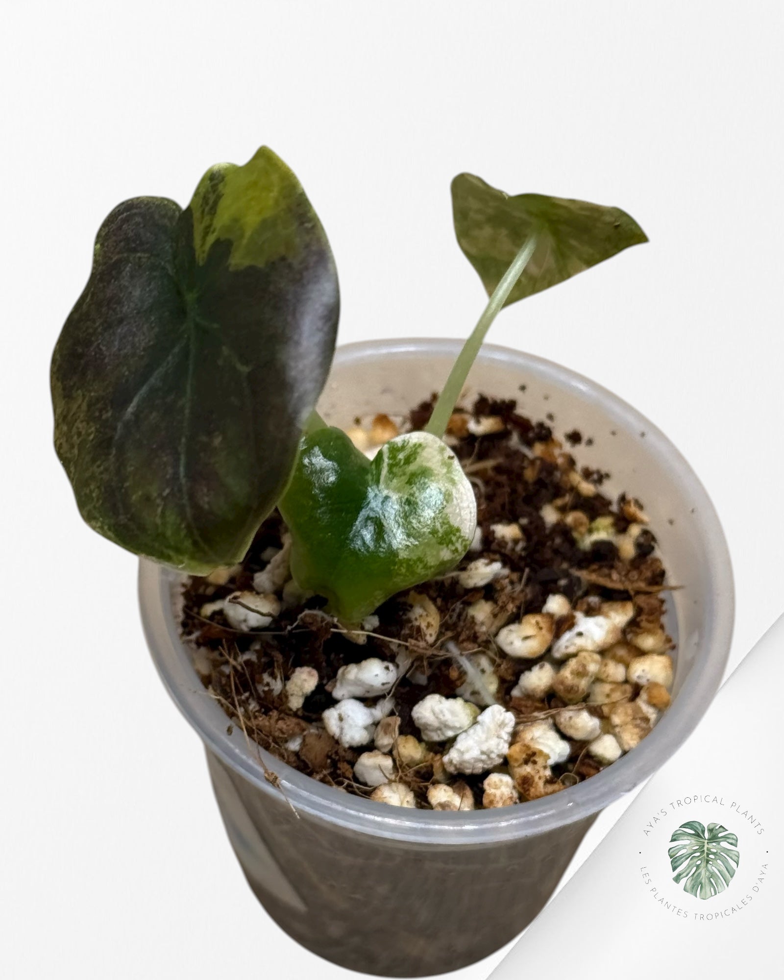 Alocasia Cuprea Golden Latte variegated | Rare TC Plant| Aya's Tropical Plants