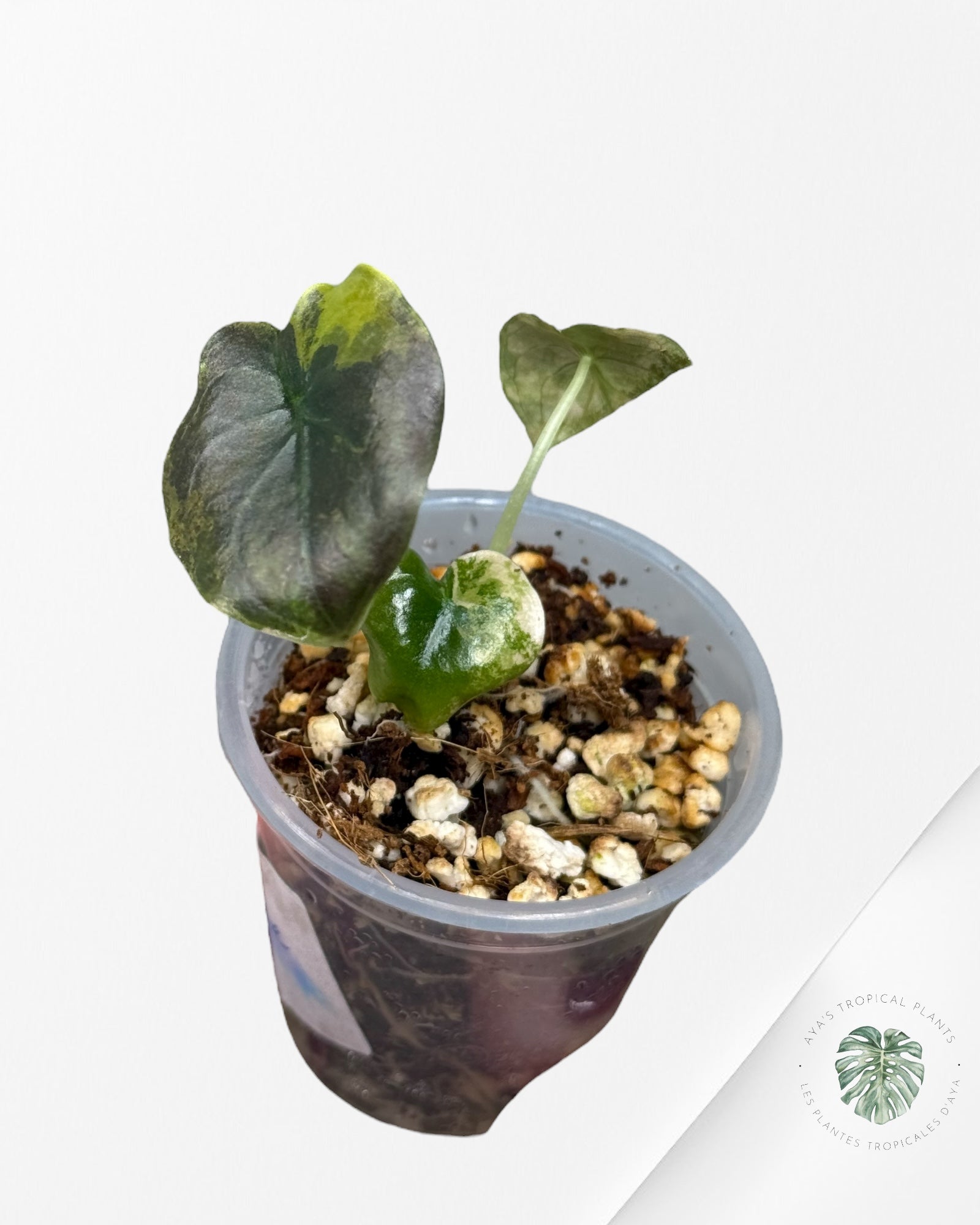 Alocasia Cuprea Golden Latte variegated | Rare TC Plant| Aya's Tropical Plants