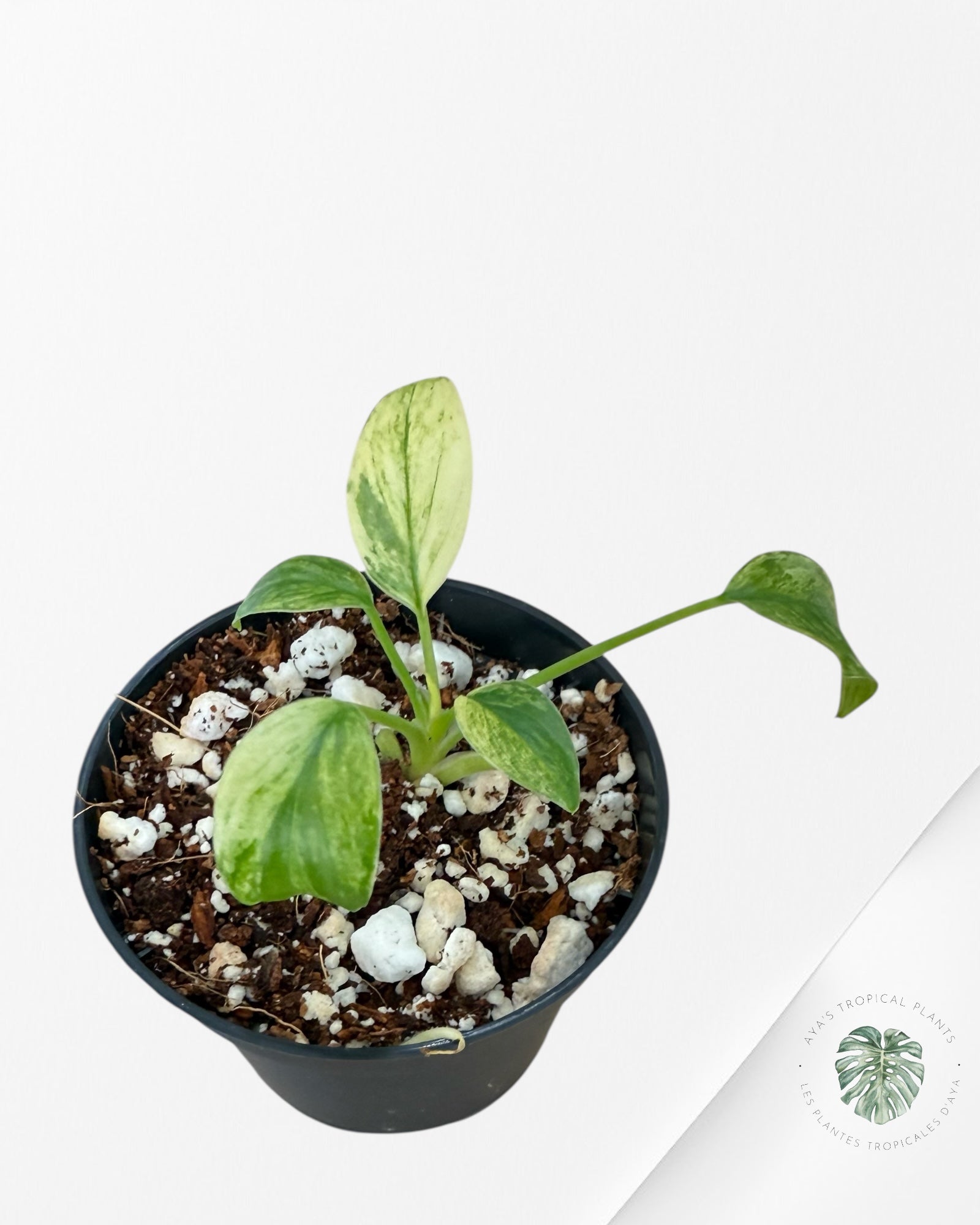 Homalomena rubescens "Mint" variegated - HO