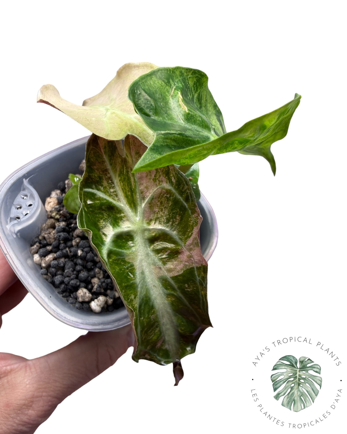 Alocasia Venom Pink Variegated Grade S | Premium Rare
