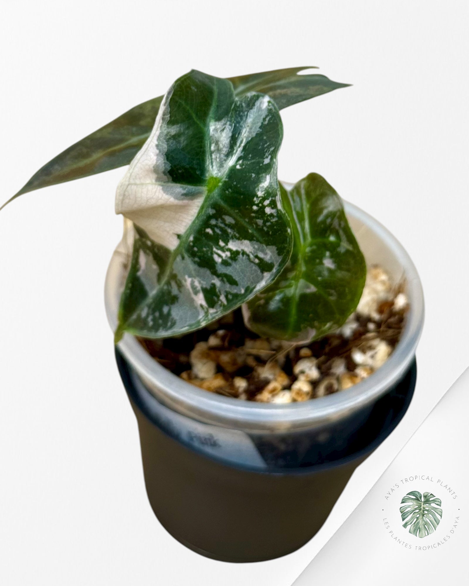 Alocasia Polly Variegated Pink| Rare TC Plant| Aya's Tropical Plants