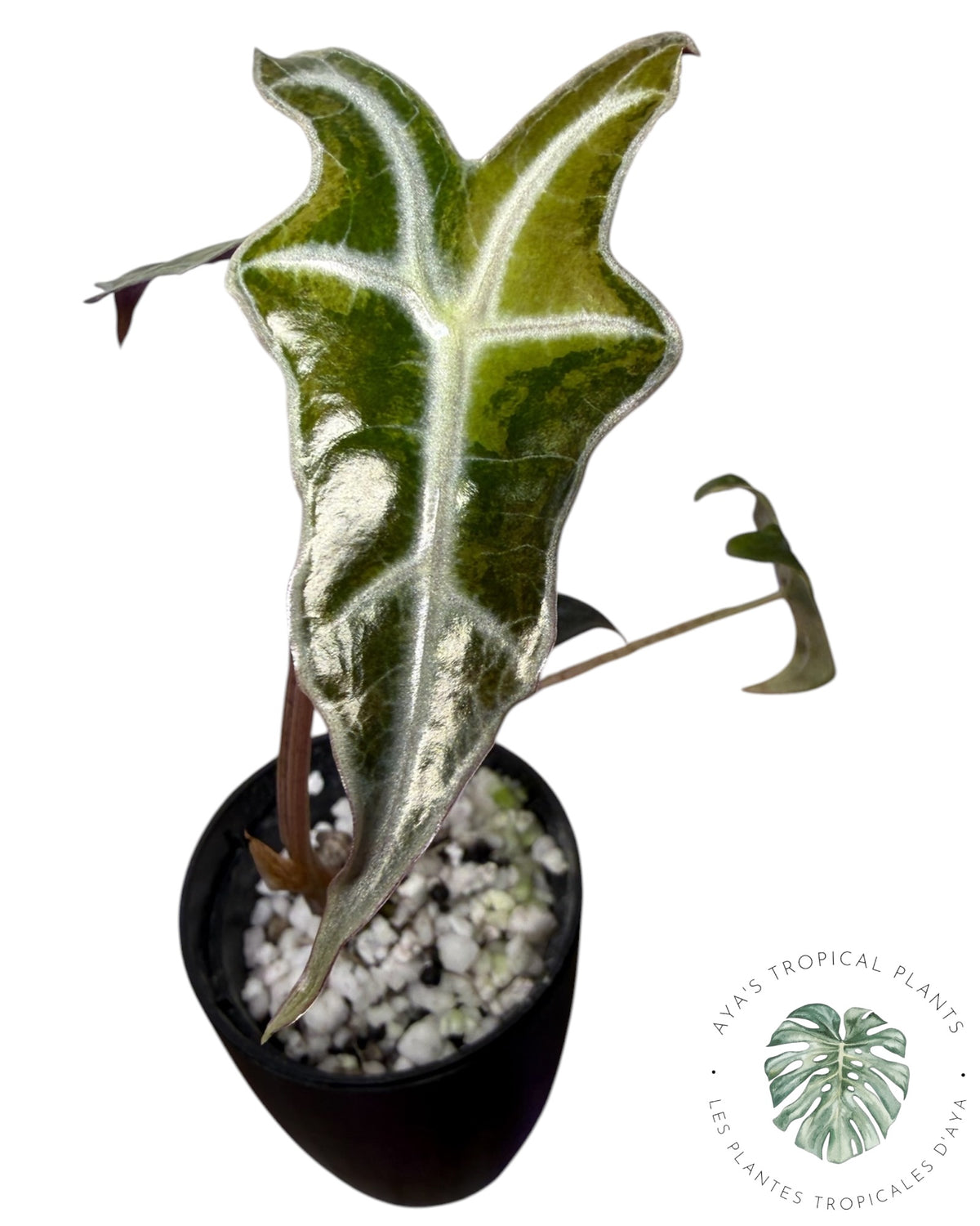 Alocasia Nobilis Aurea Panaché