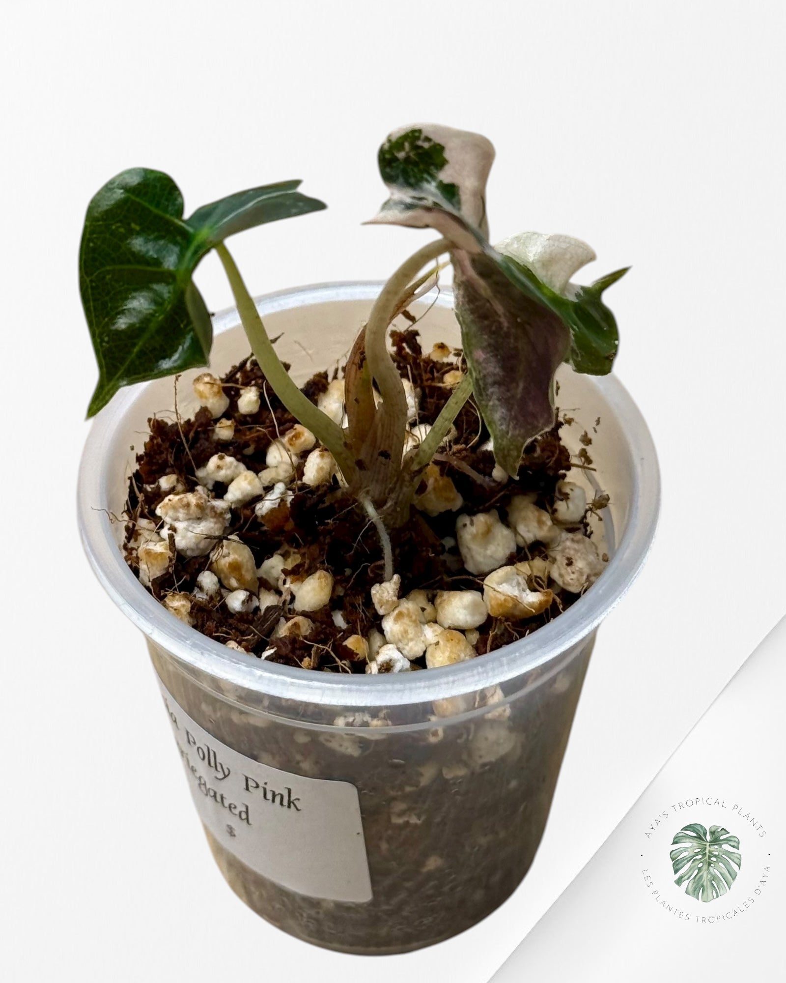 Alocasia Polly Variegated Pink| Rare TC Plant| Aya's Tropical Plants