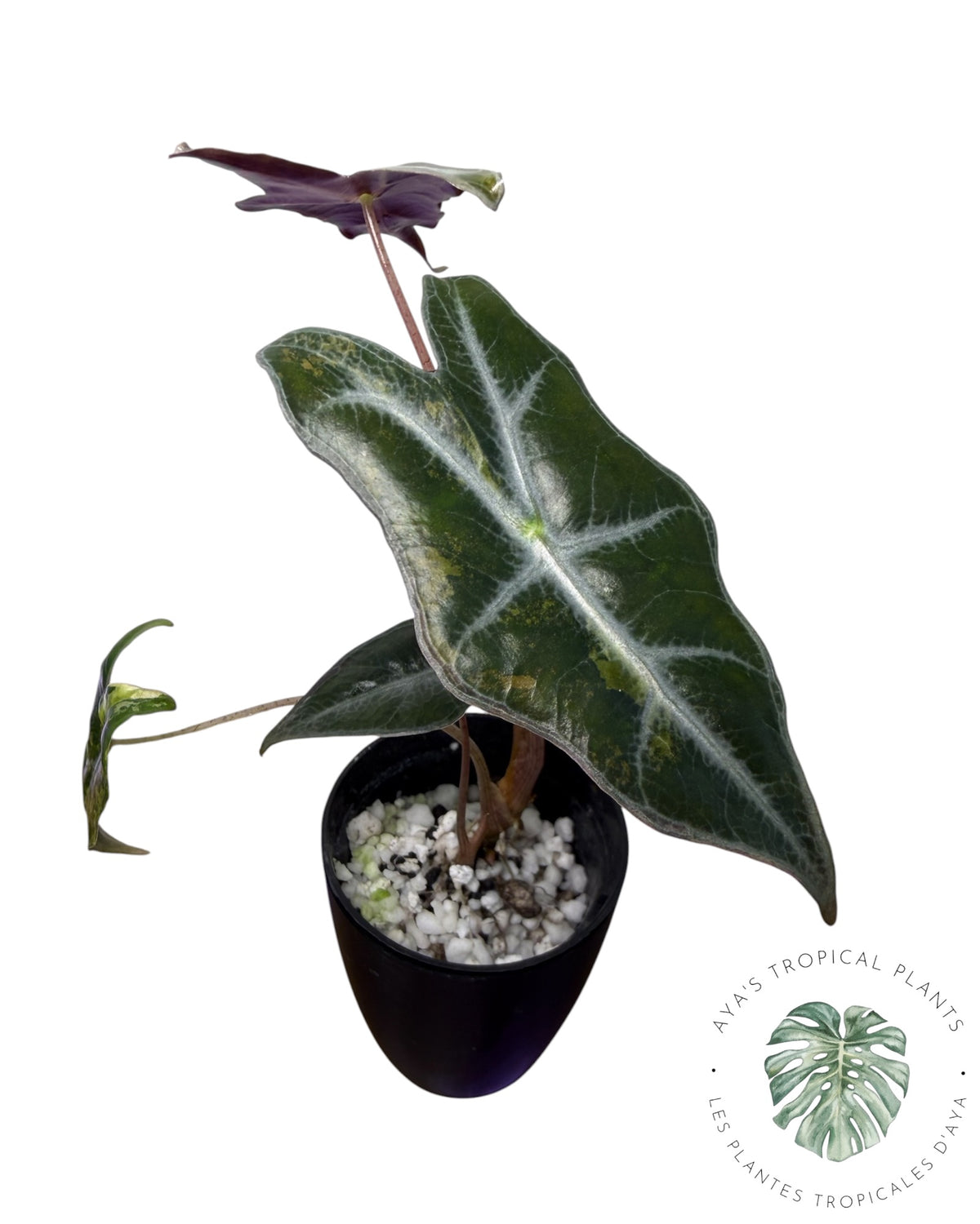 Alocasia Nobilis Aurea Panaché