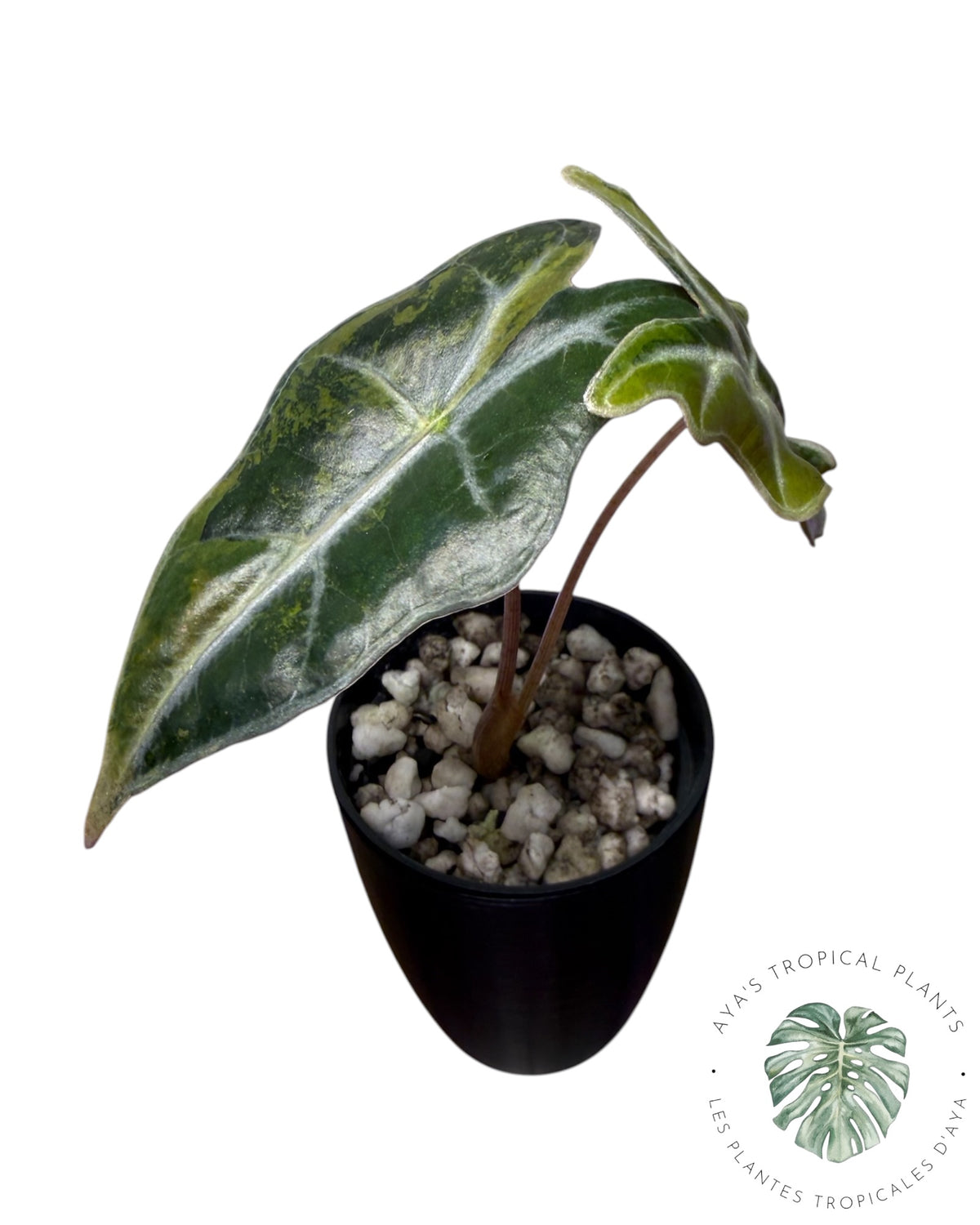 Alocasia Nobilis Aurea Variegated