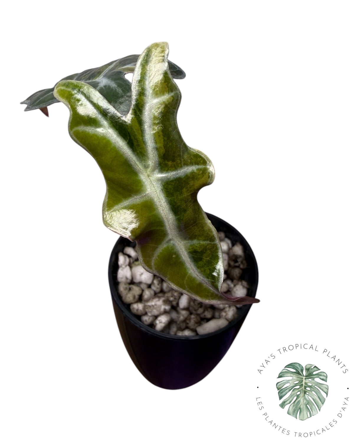 Alocasia Nobilis Aurea Variegated