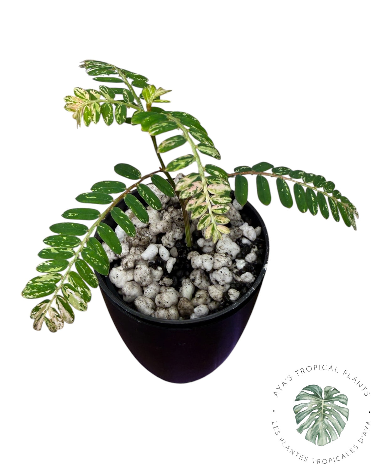 Phyllanthus urinaria 'Pink Variegated