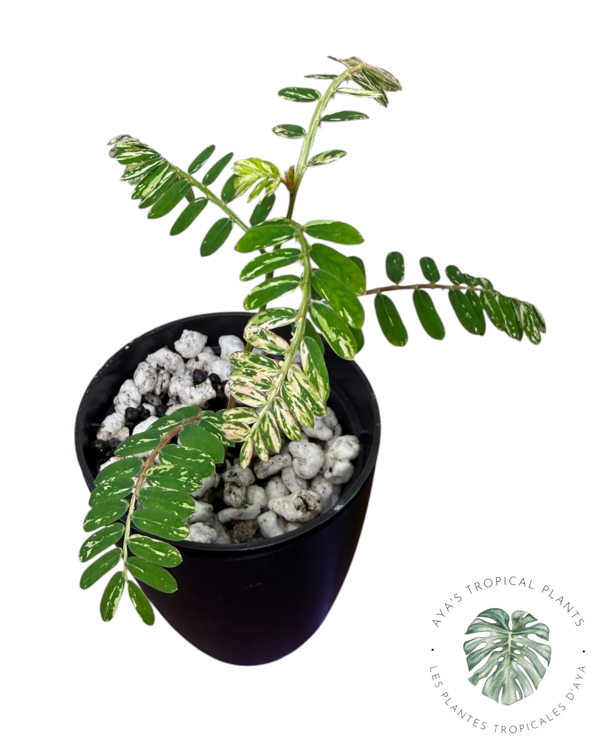 Phyllanthus urinaria 'Pink Variegated