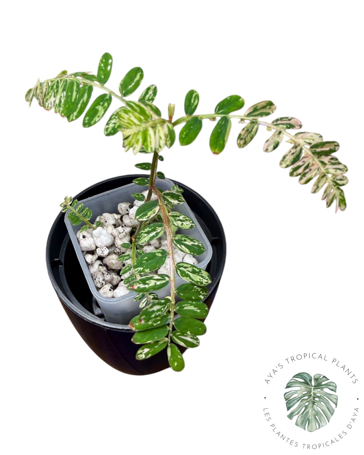 Phyllanthus urinaria 'Pink Variegated