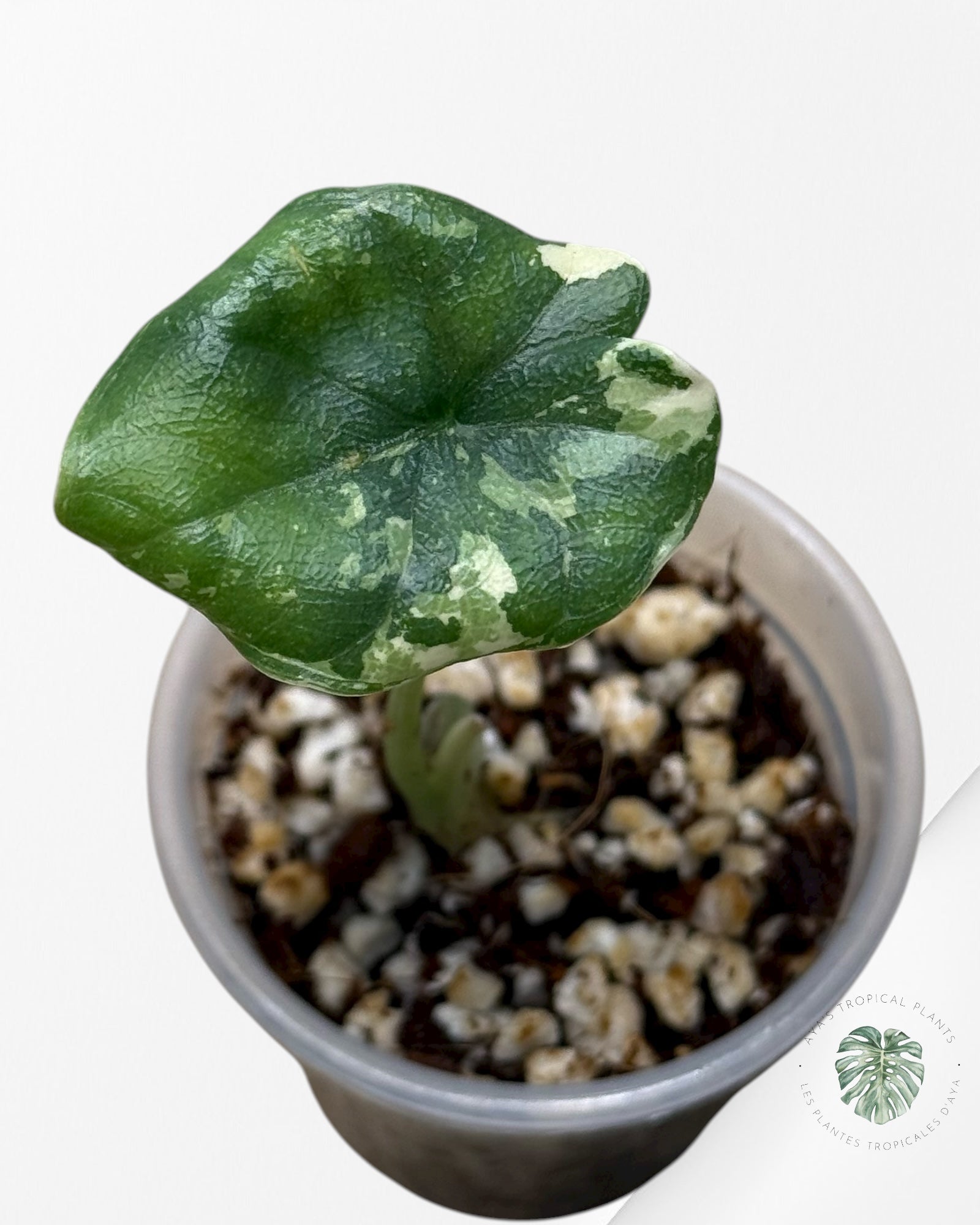 Alocasia Melo Variegated Albo| Rare TC Plant| Aya's Tropical Plants