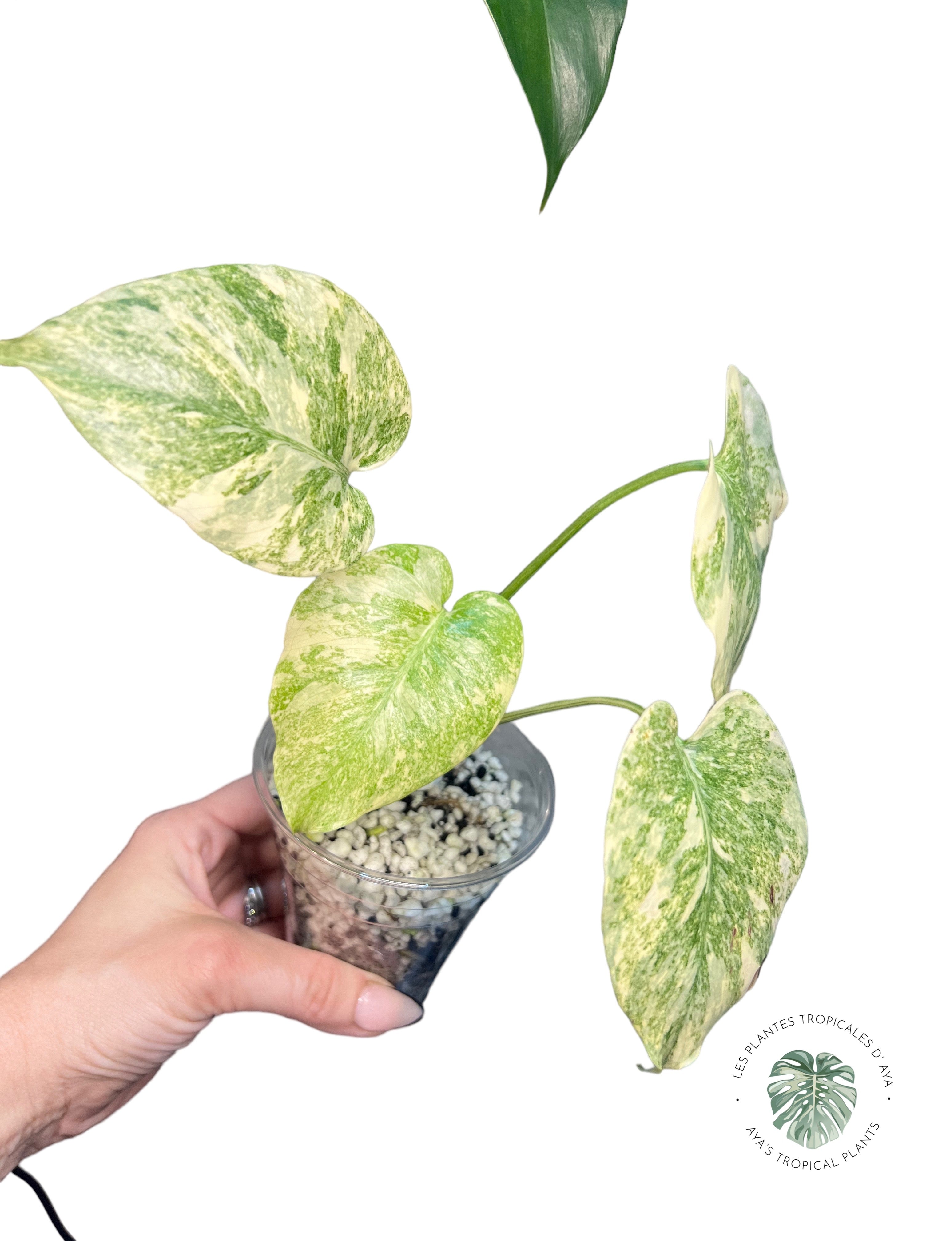 Monstera Legacy JA67