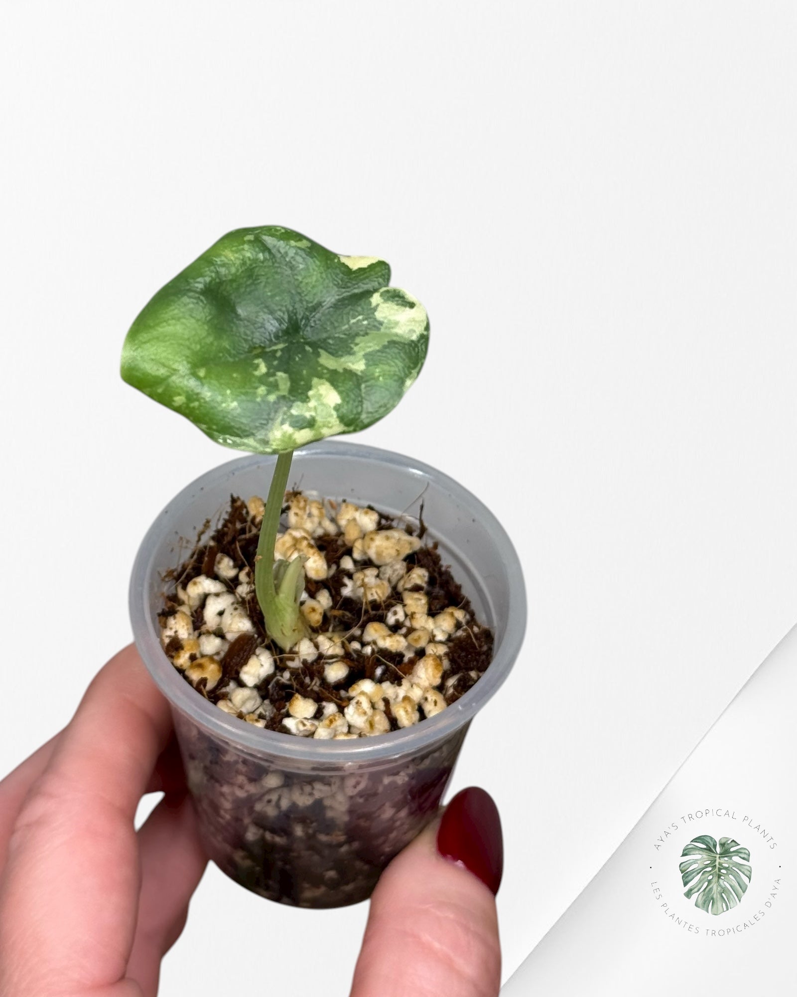 Alocasia Melo Variegated Albo| Rare TC Plant| Aya's Tropical Plants