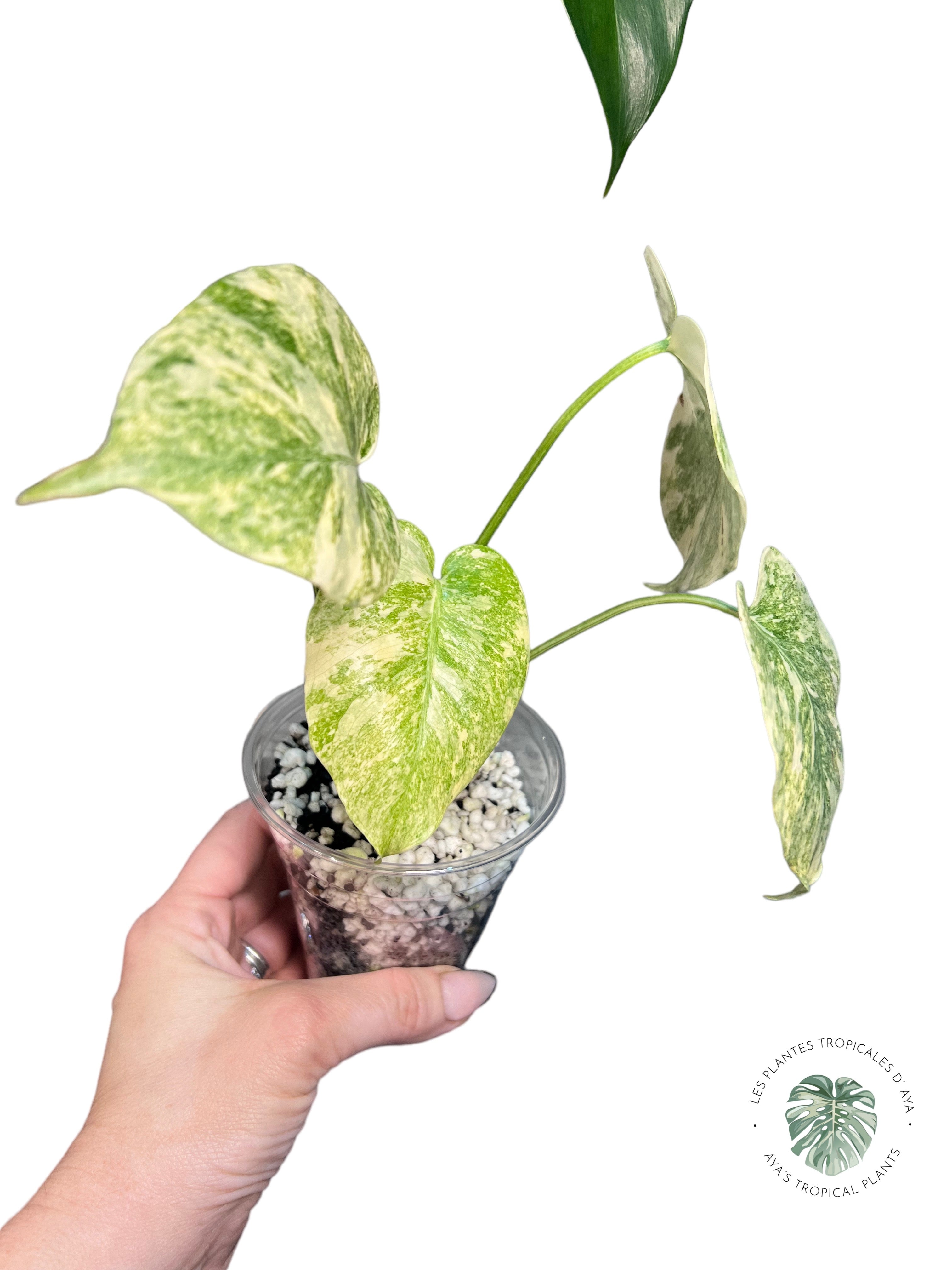 Monstera Legacy JA67