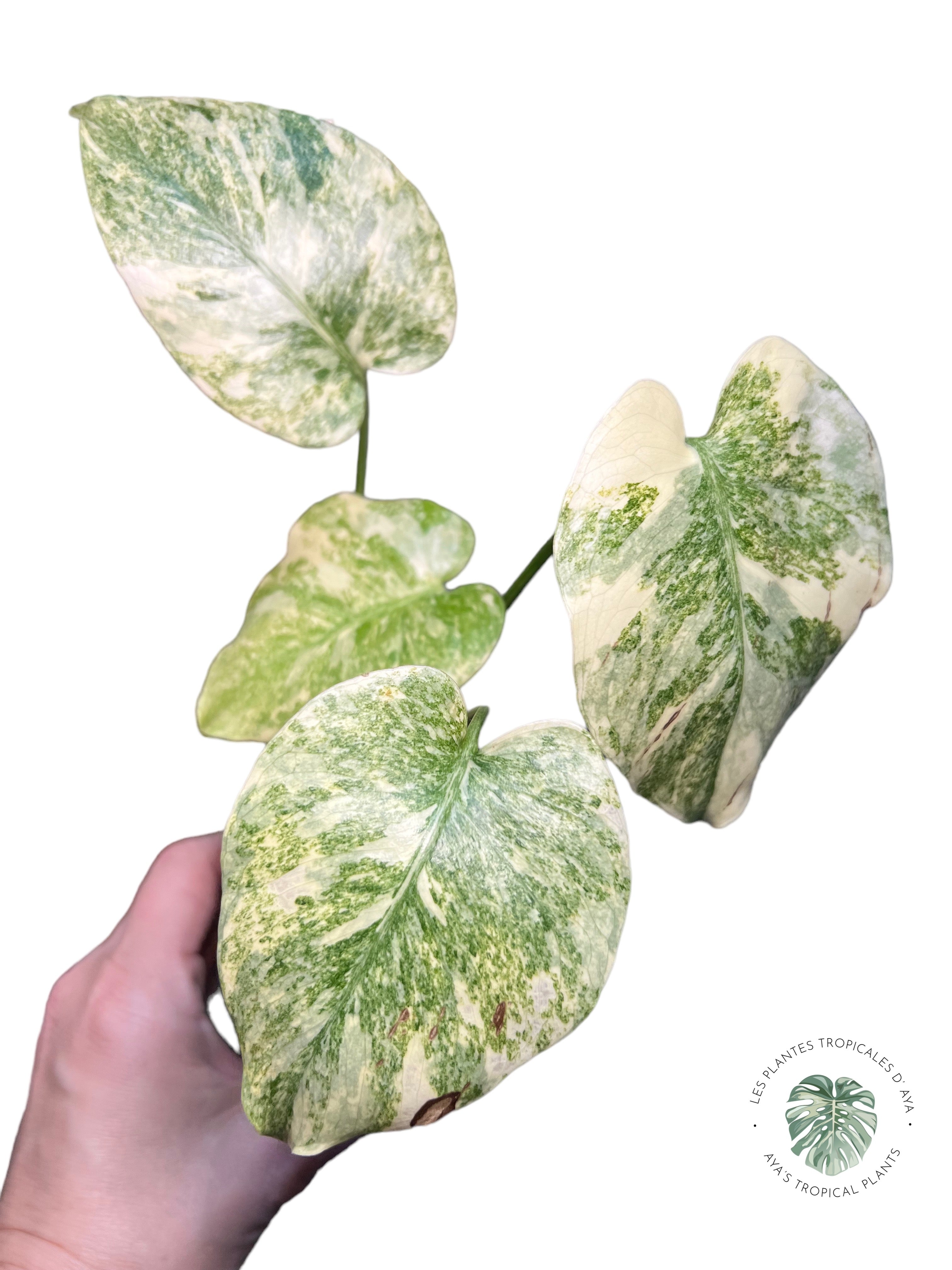 Monstera Legacy JA67