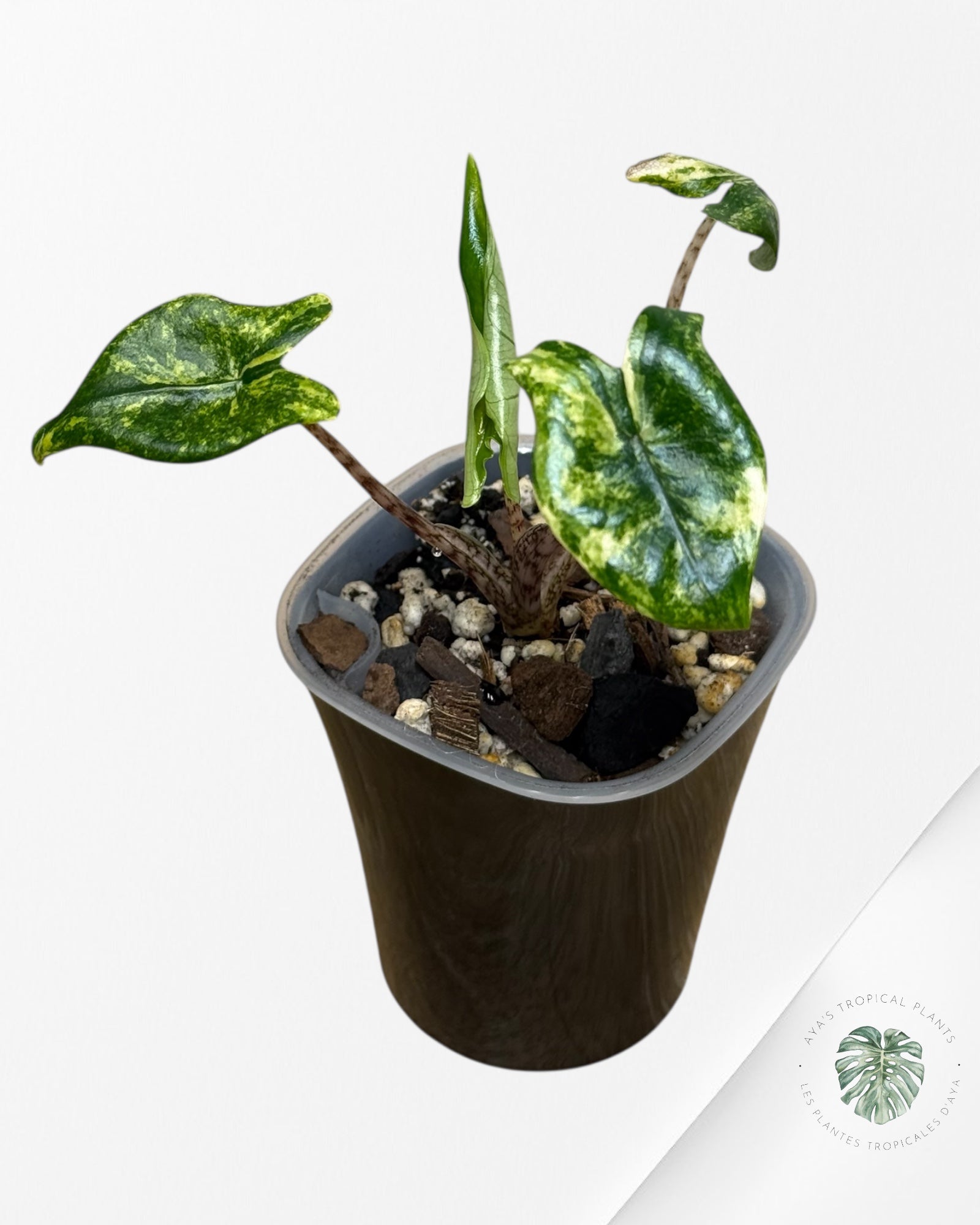 Alocasia Zebrina Thomas Variegated