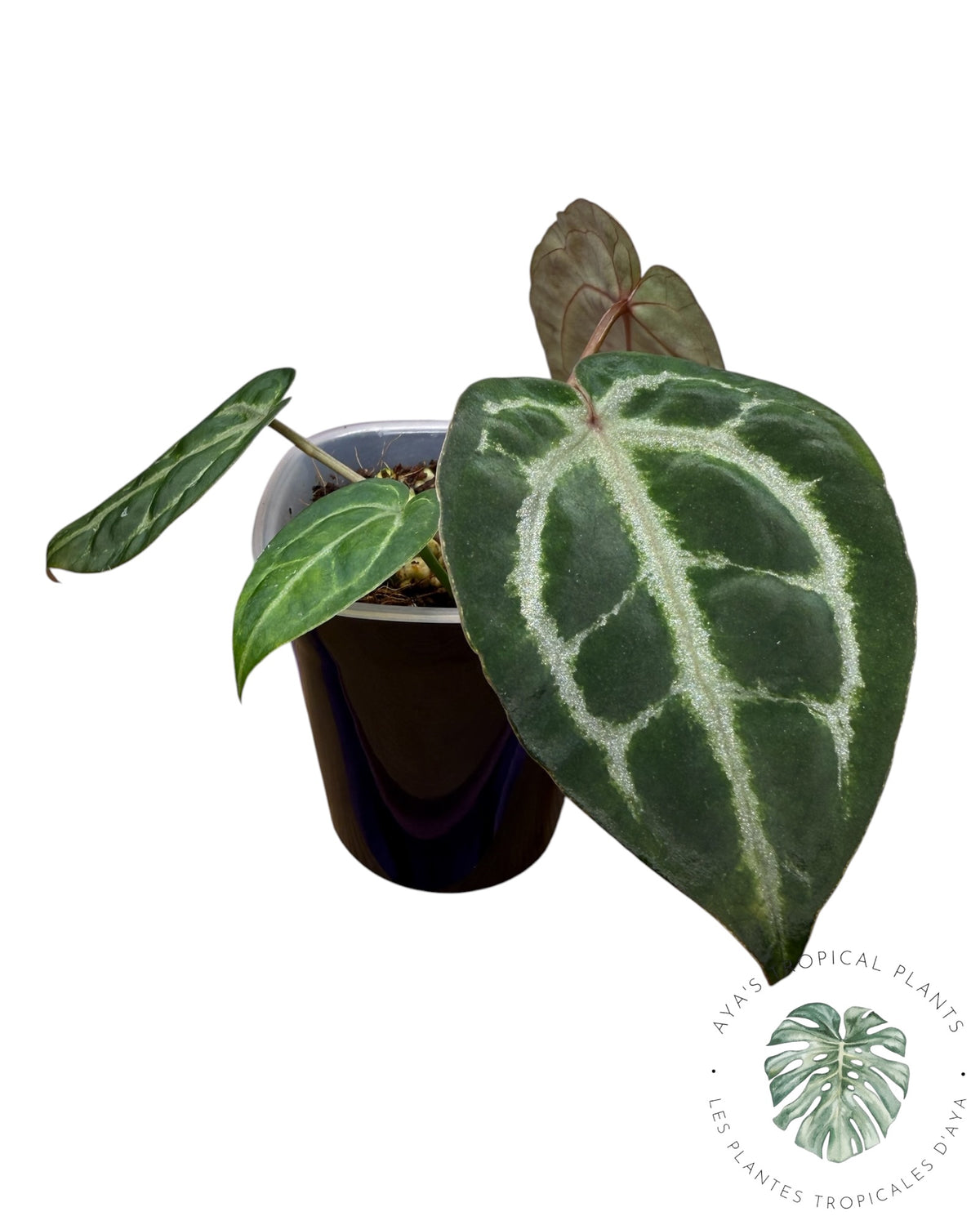 Anthurium Ace of Spades Dark × Silver Blush × Rouge