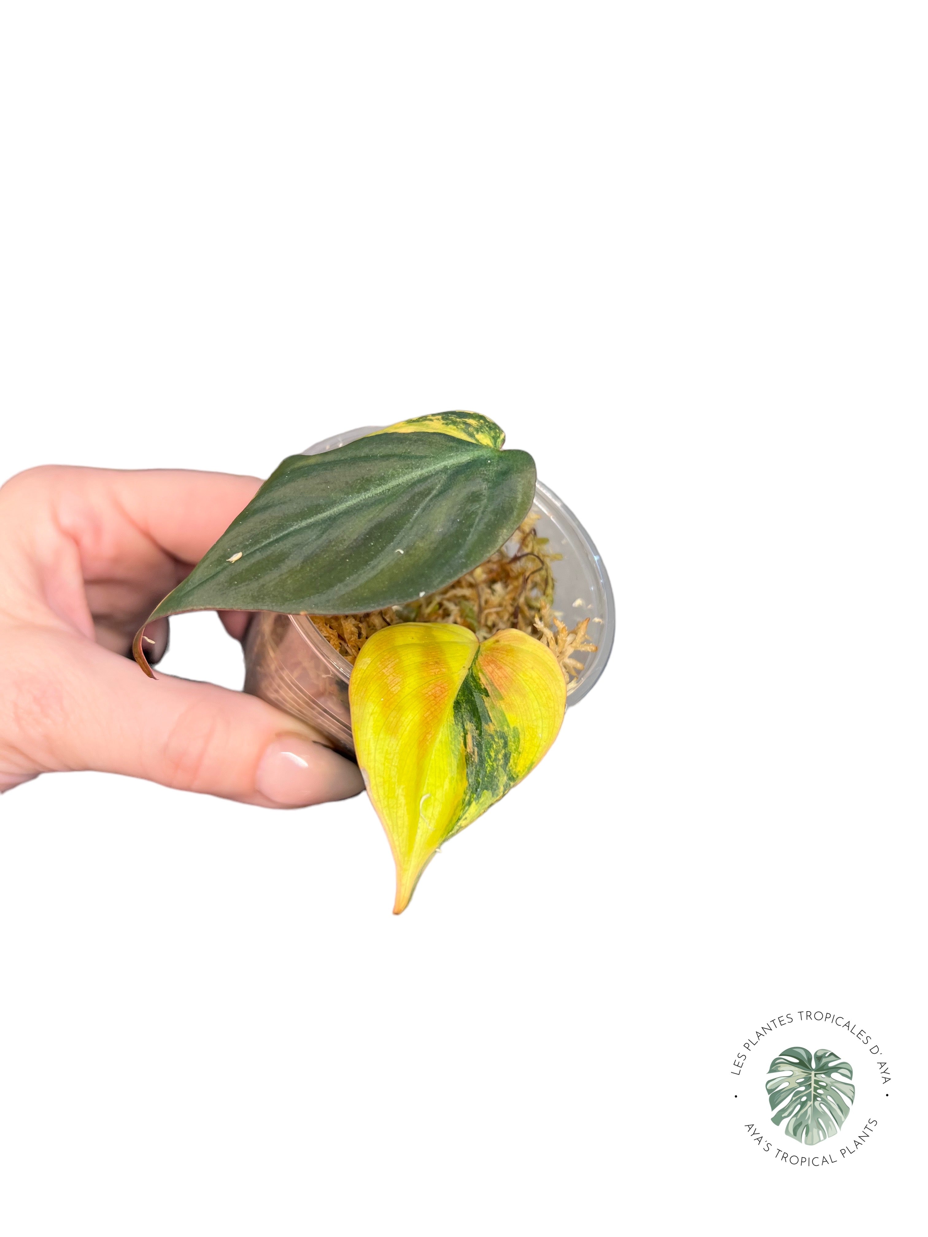 Philodendron Micans Variés V229
