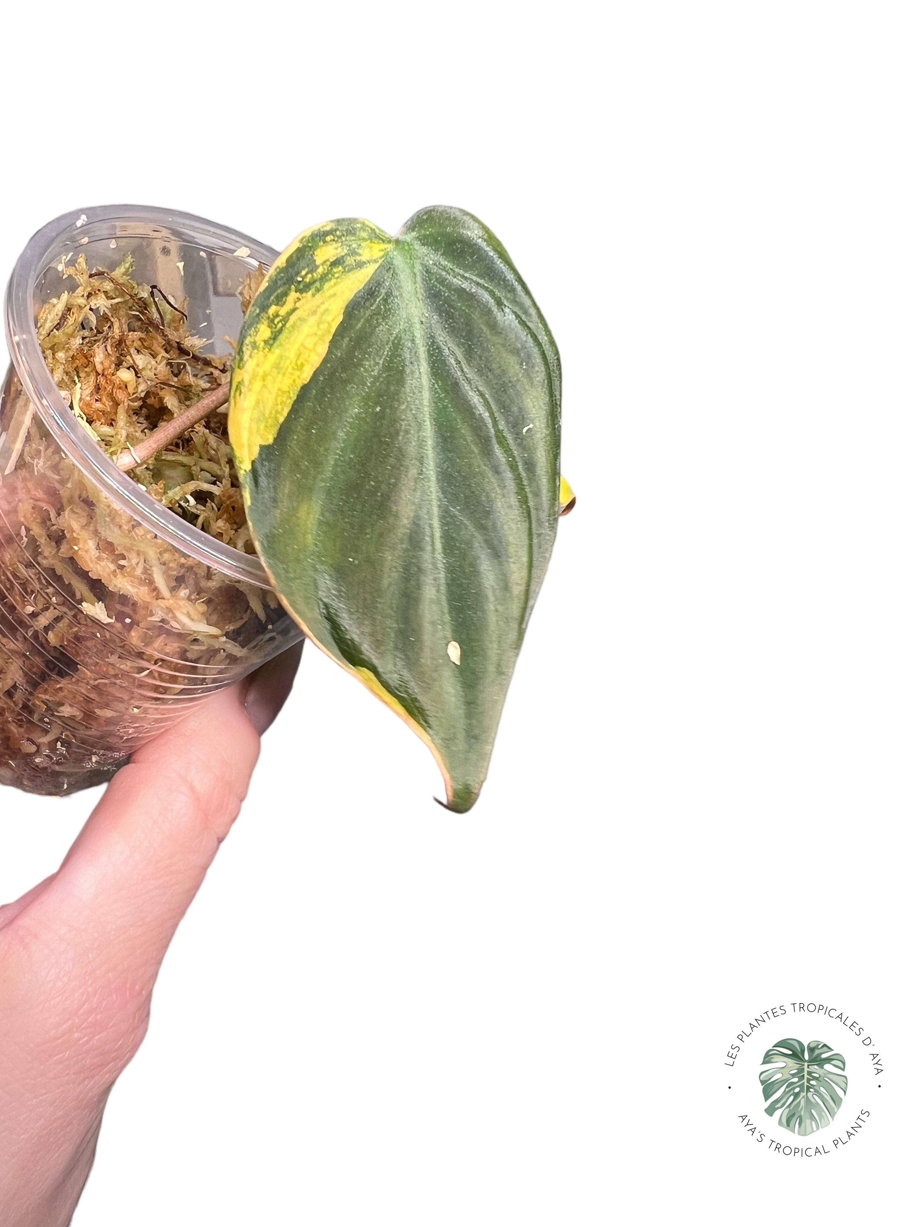 Philodendron Micans Variés V229