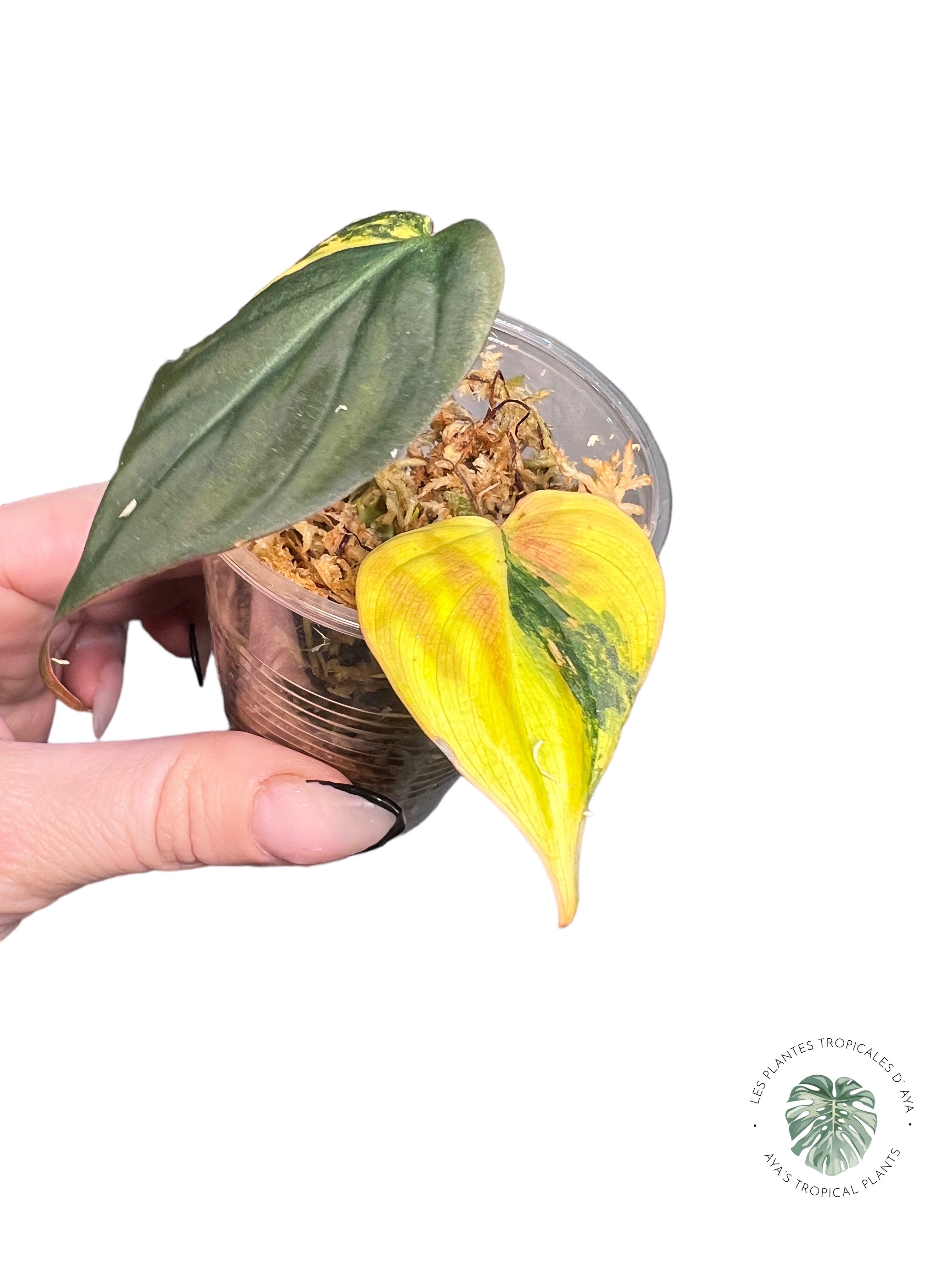 Philodendron Micans Variés V229