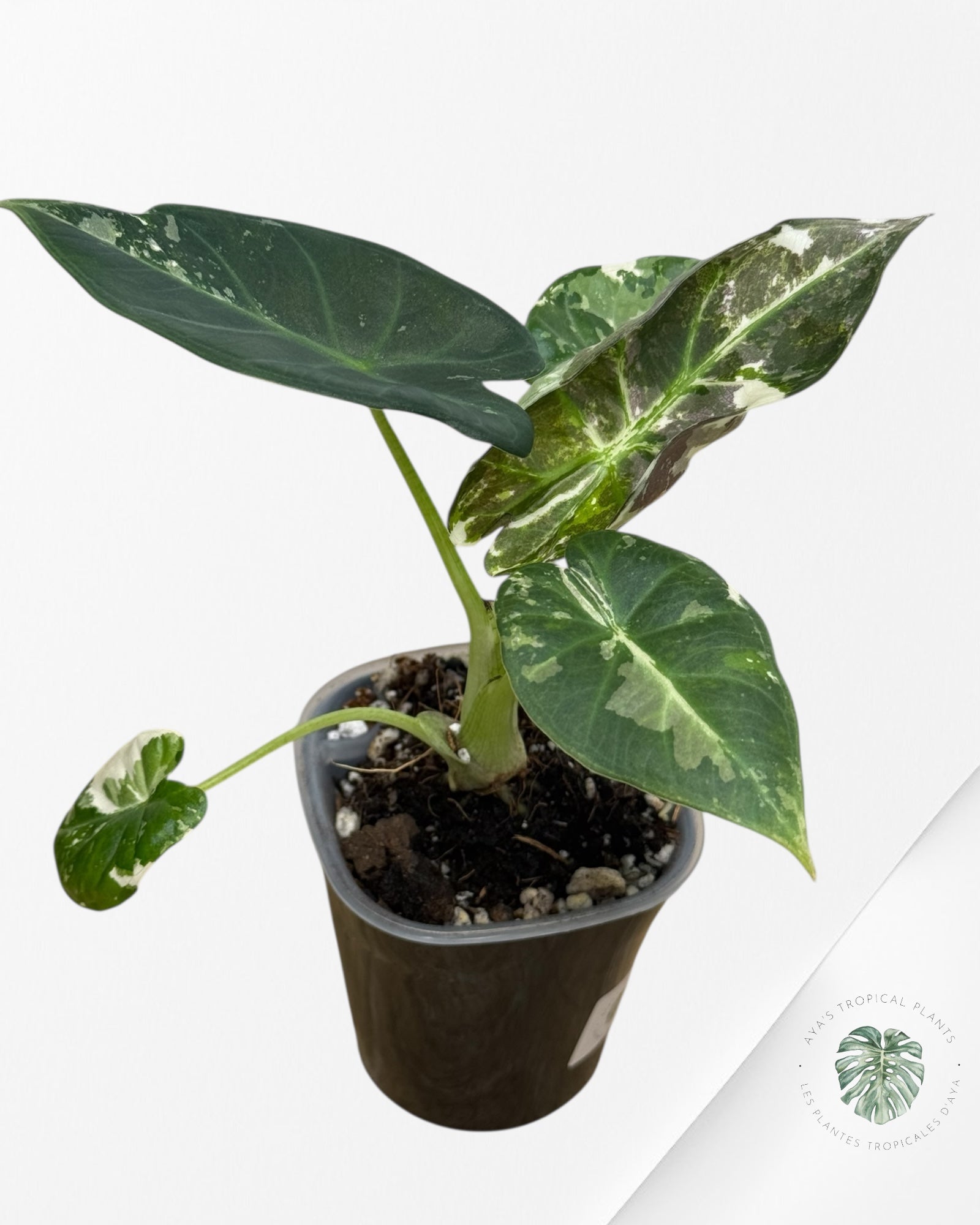 Alocasia Regal Shield Albo