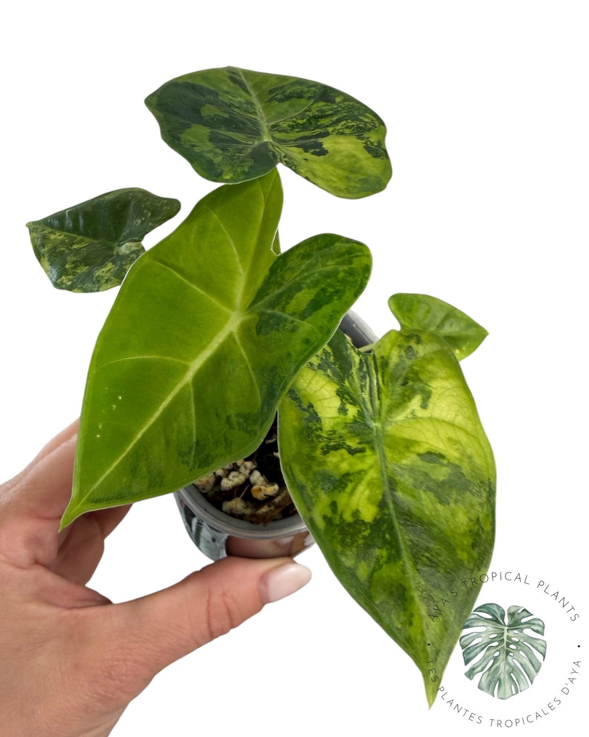 Alocasia Frydek Aurea Variegated