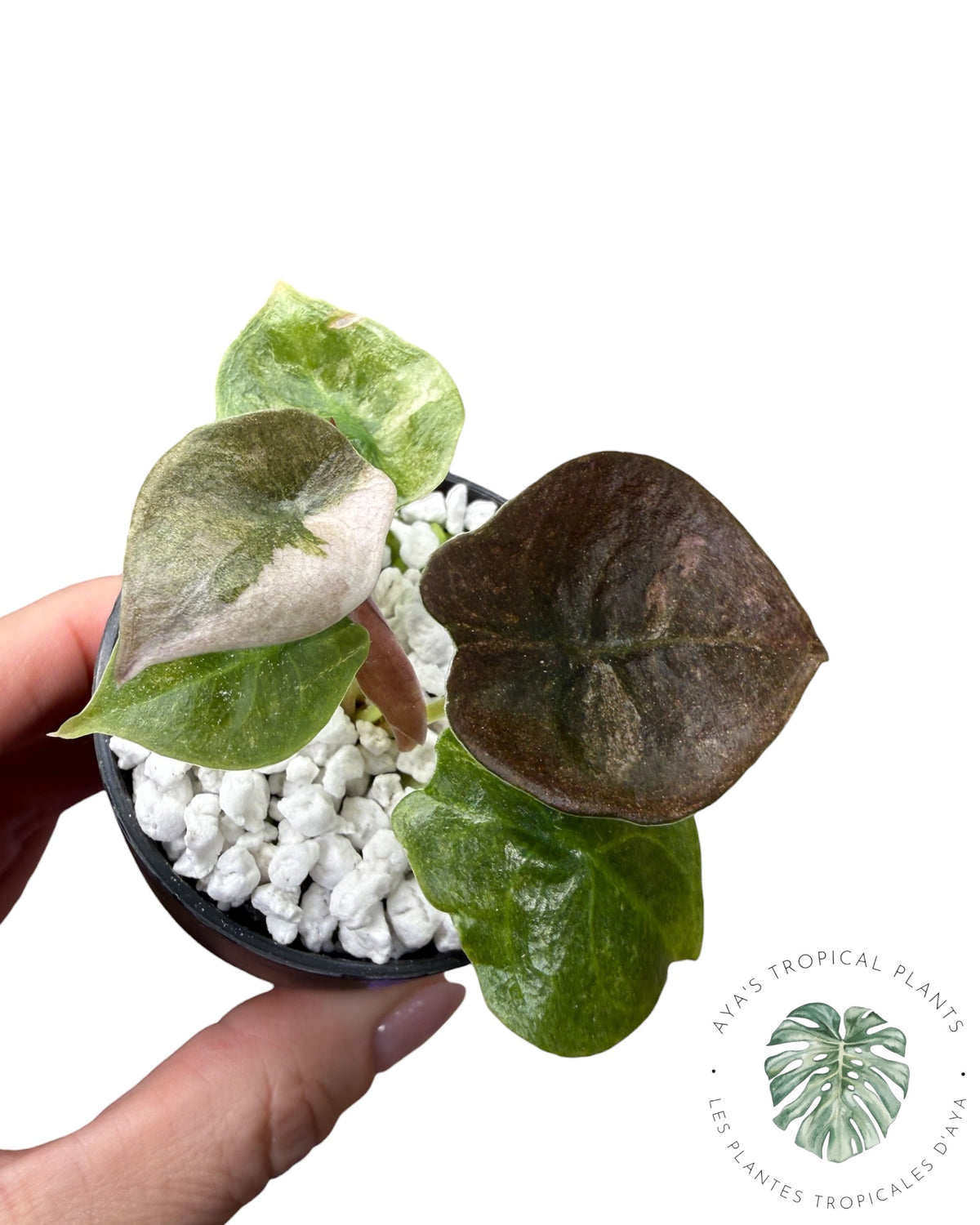Alocasia Cuprea Pink Mint Variegated