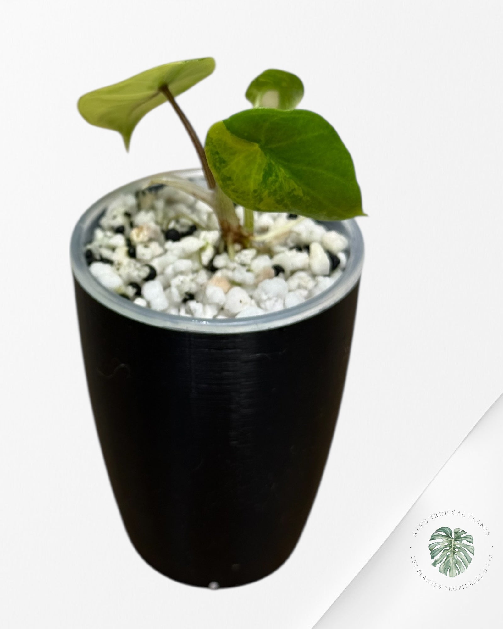 Alocasia Scalprum Aurea Variegated