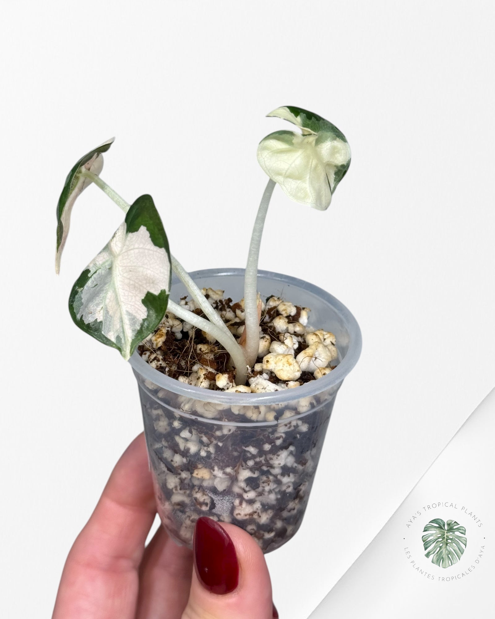 Alocasia Heart Balloon Pink variegated| Rare TC Plant| Aya's Tropical Plants