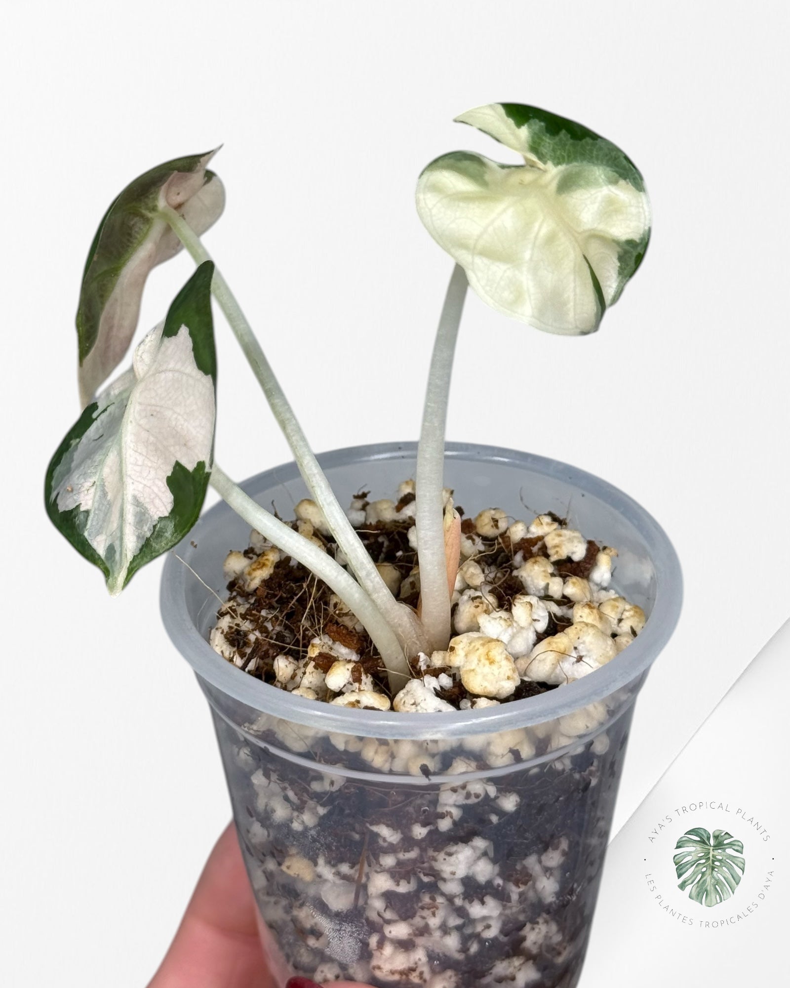 Alocasia Heart Balloon Pink variegated| Rare TC Plant| Aya's Tropical Plants