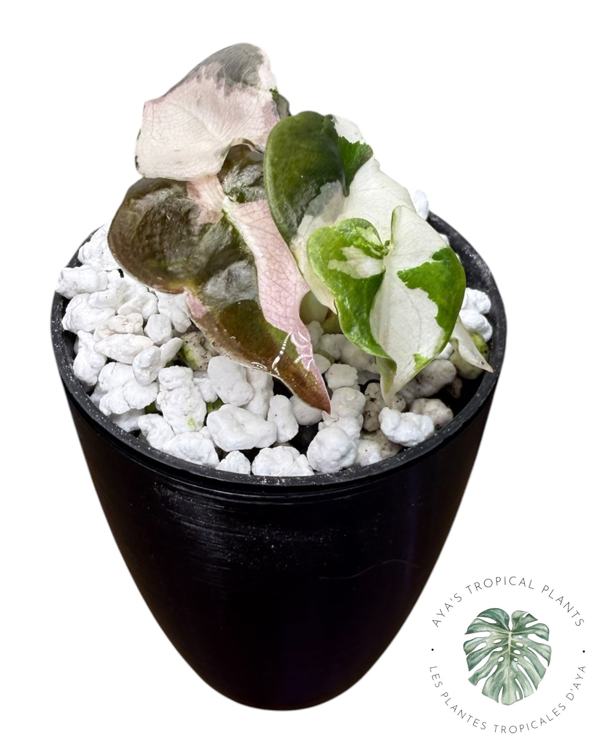 Alocasia Cuprea Pink Albo Variegated