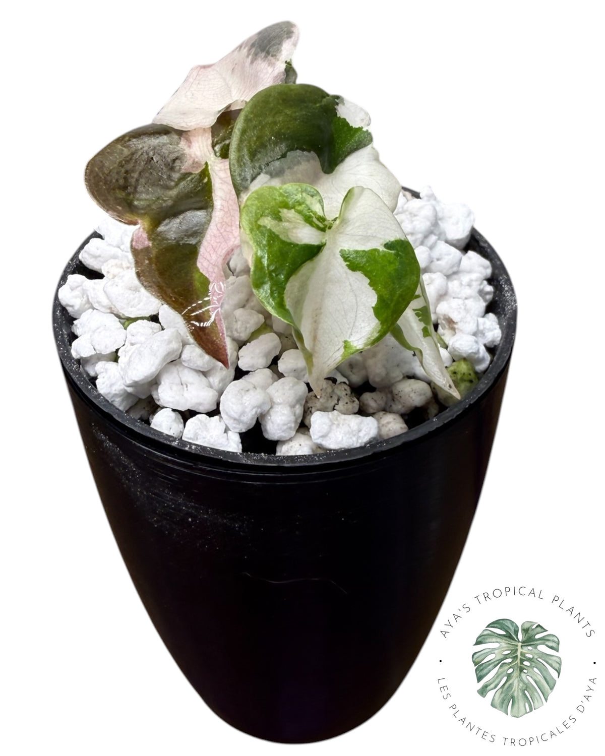 Alocasia Cuprea Pink Albo Variegated