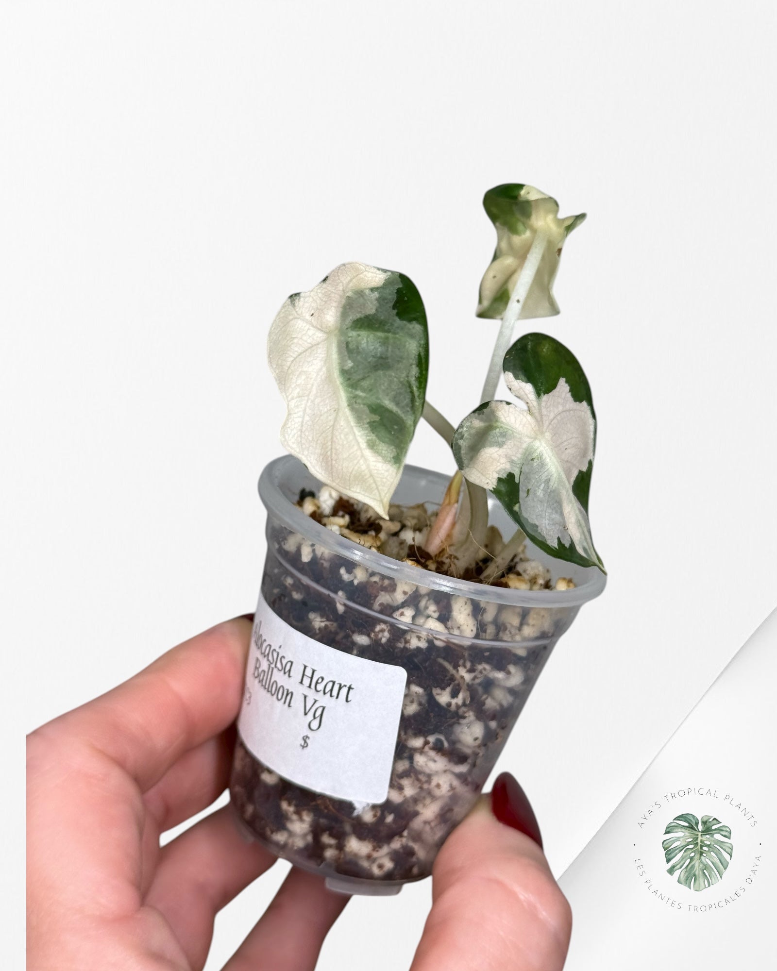 Alocasia Heart Balloon Pink variegated| Rare TC Plant| Aya's Tropical Plants