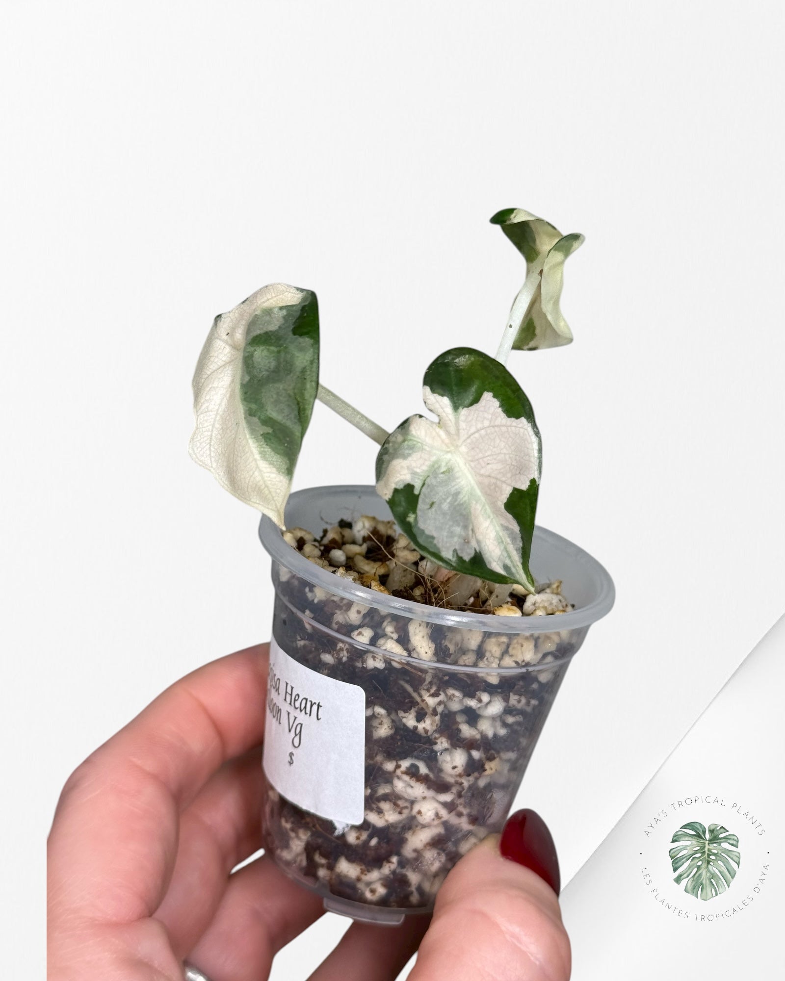 Alocasia Heart Balloon Pink variegated| Rare TC Plant| Aya's Tropical Plants