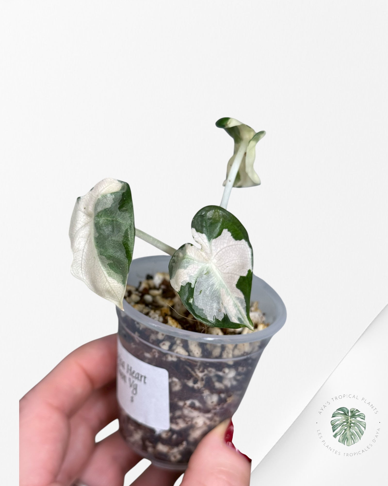 Alocasia Heart Balloon Pink variegated| Rare TC Plant| Aya's Tropical Plants