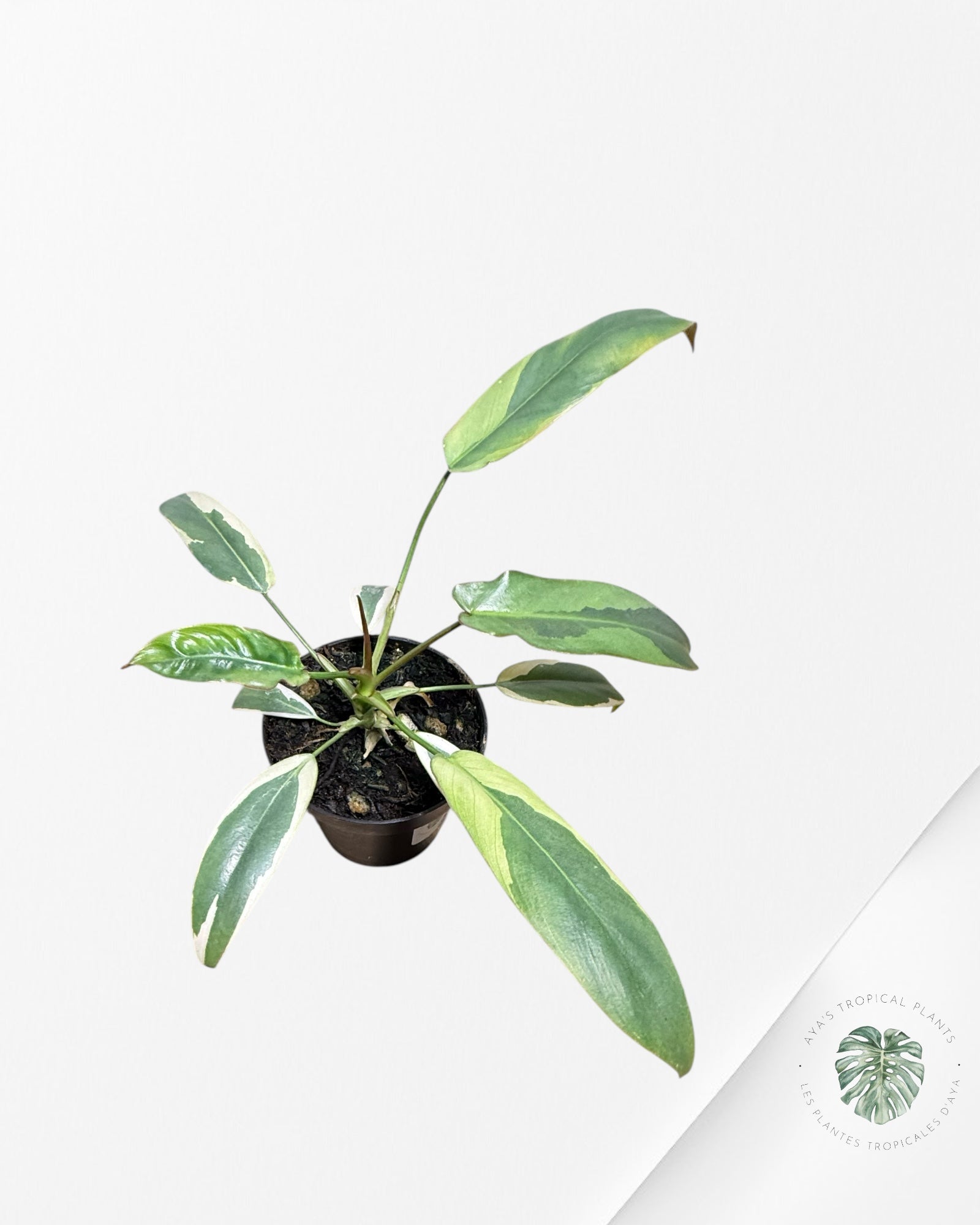 Philodendron atabapoense panaché - F1