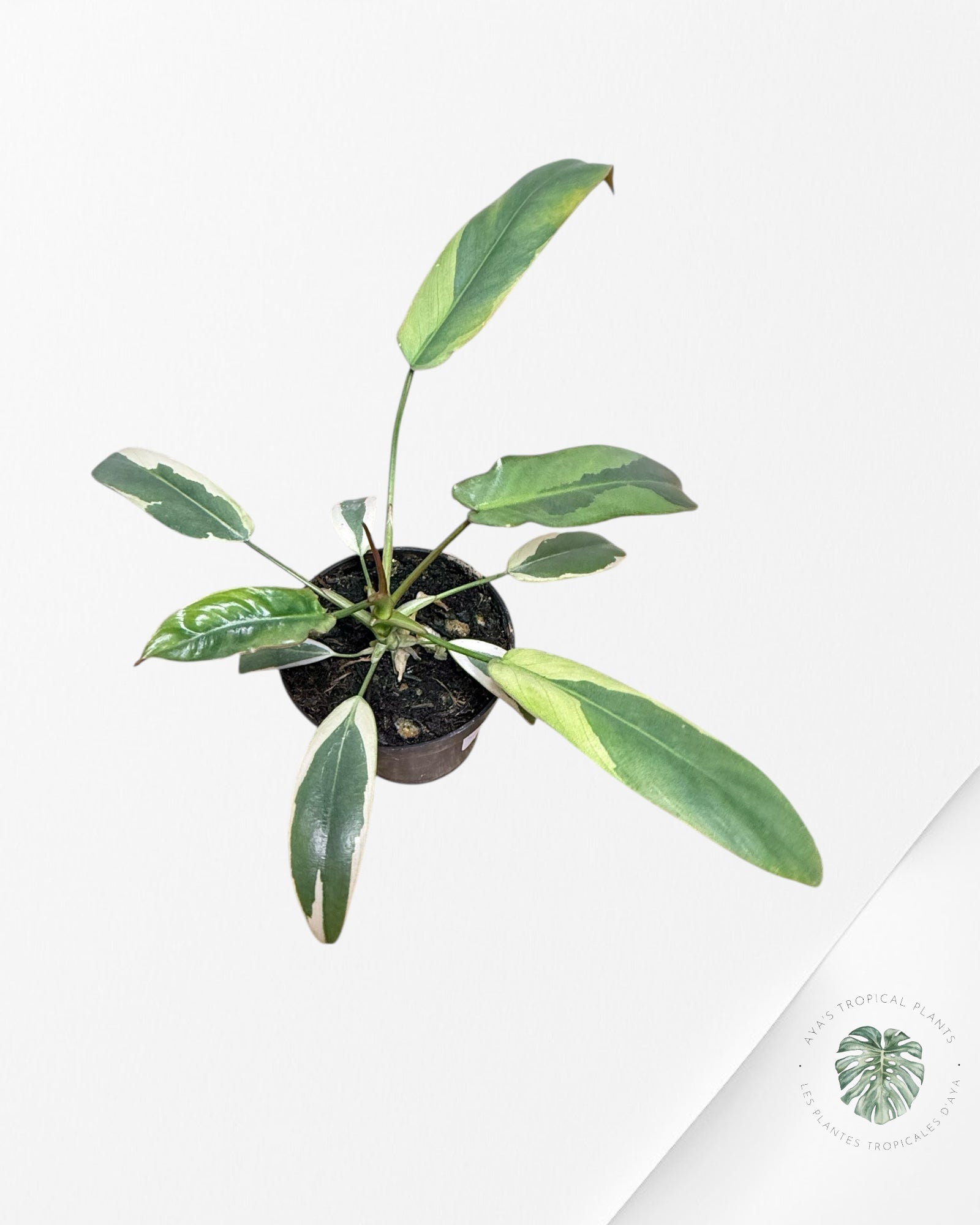 Philodendron atabapoense panaché - F1