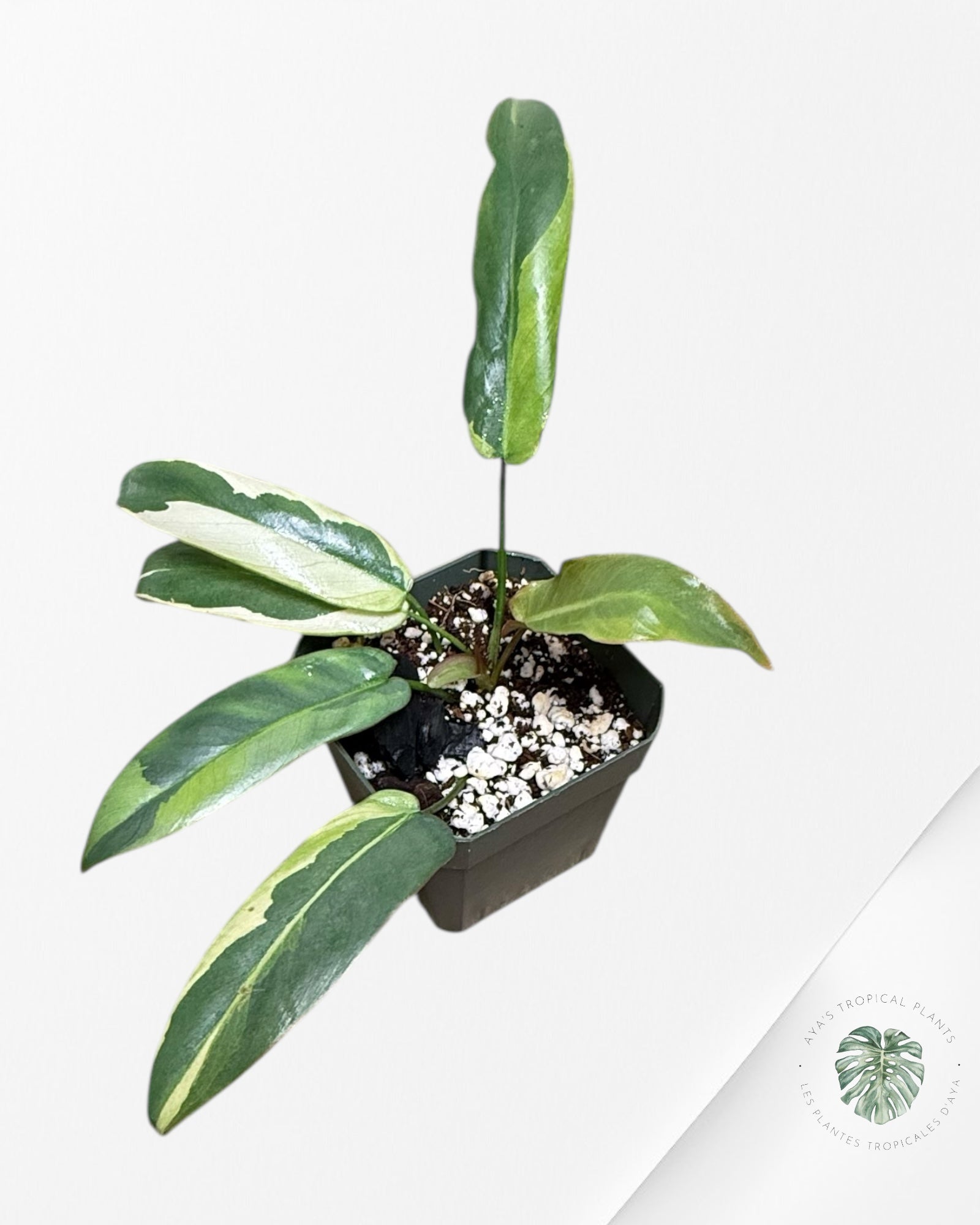Philodendron atabapoense variegated - F2