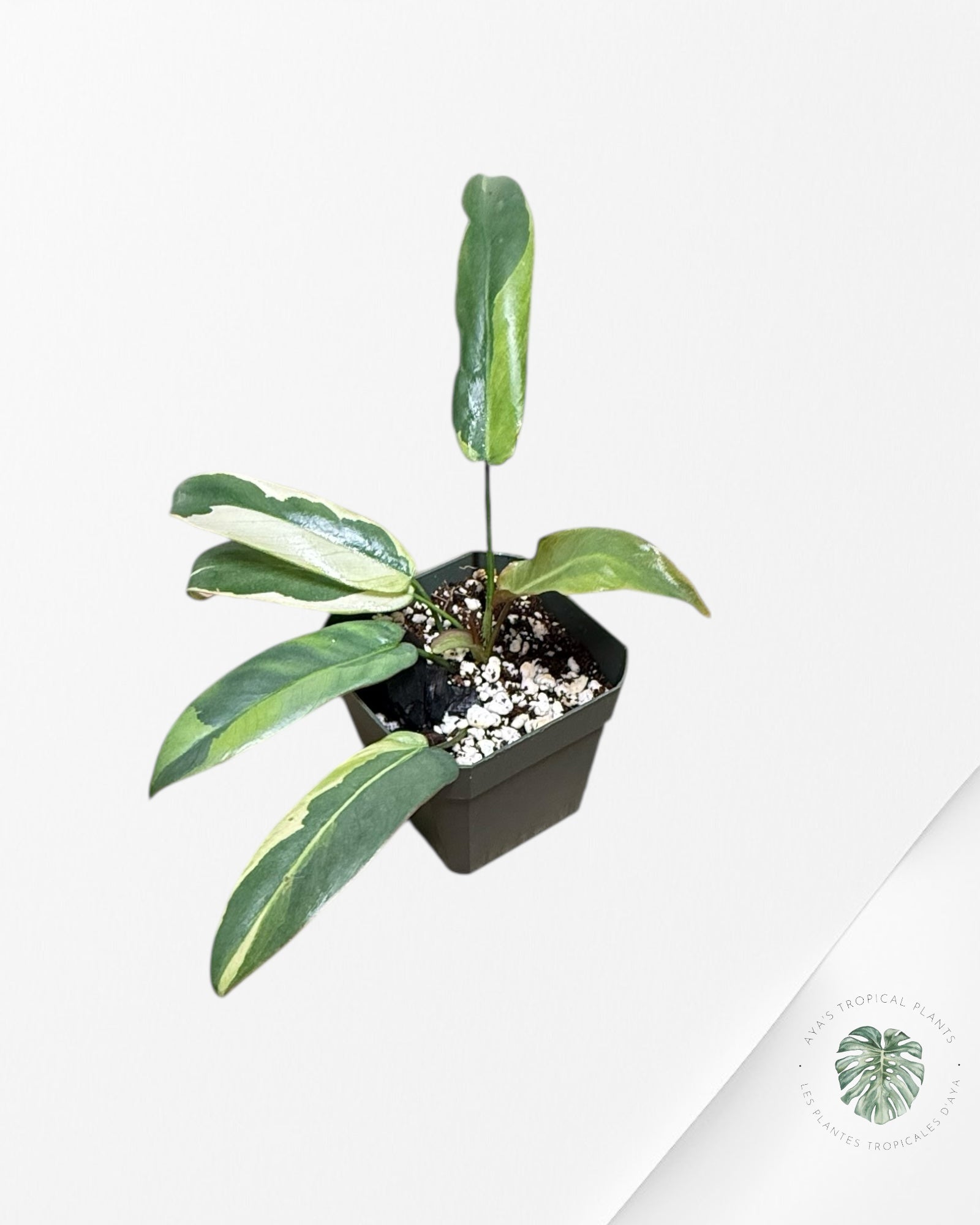 Philodendron atabapoense variegated - F2