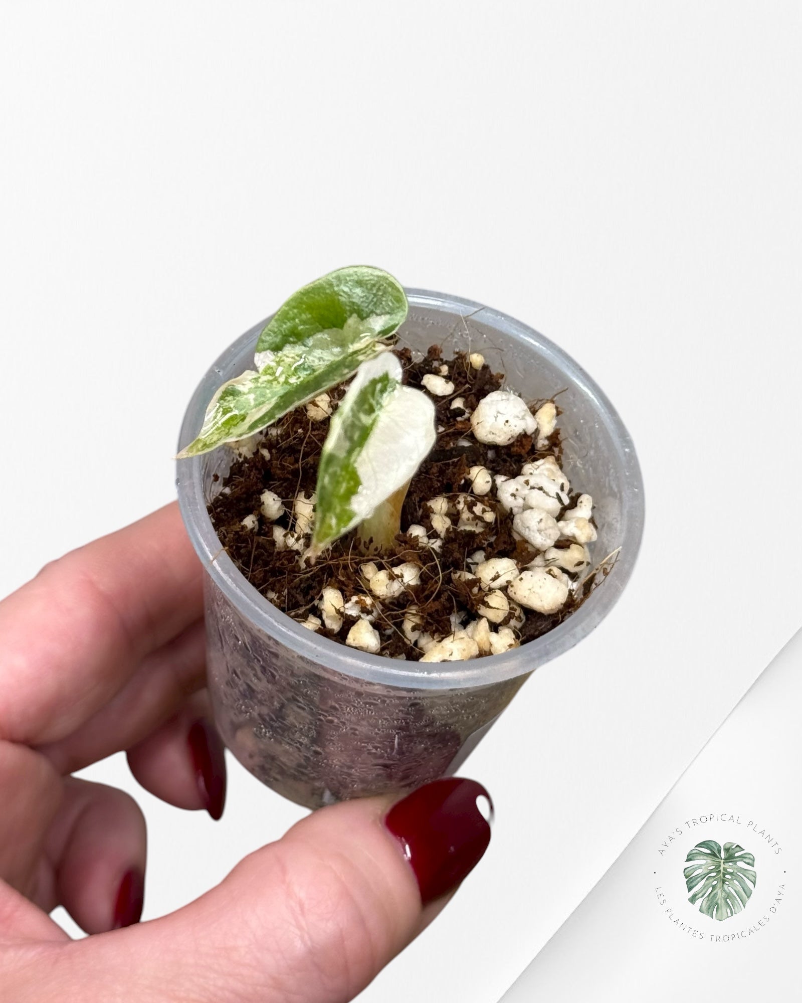 Alocasia Cuprea Pink Variegated | Rare TC Plant| Aya's Tropical Plants