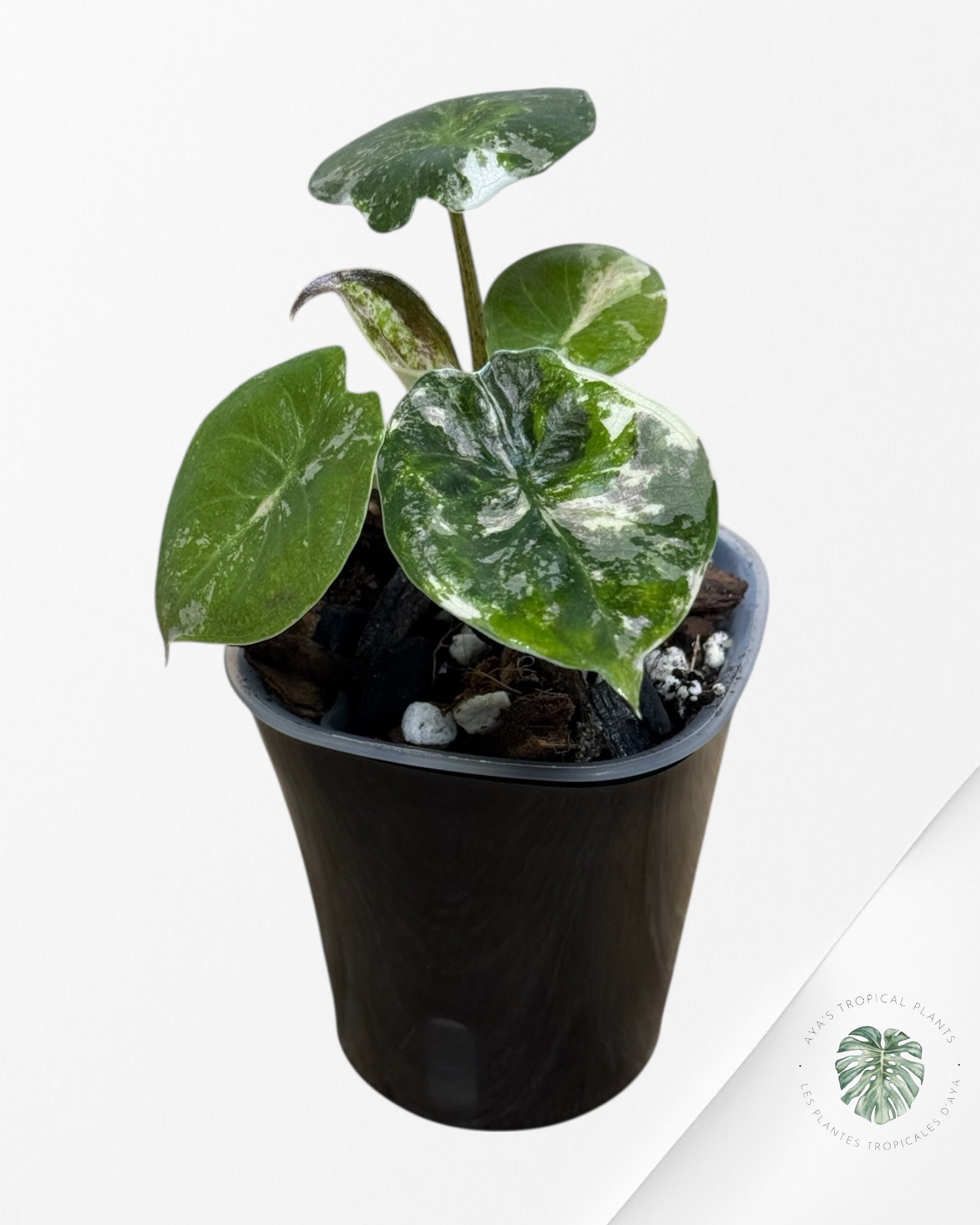 Alocasia Wentii Albo Pink Variegated