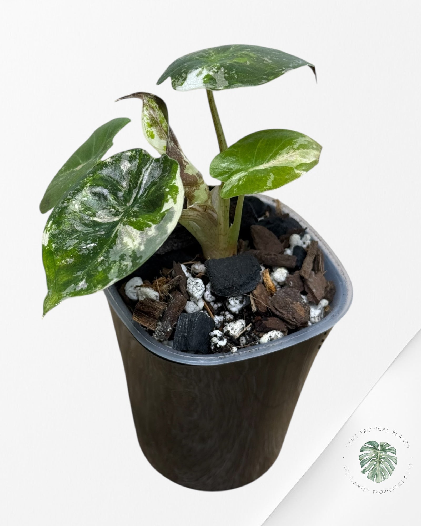 Alocasia Wentii Albo Pink Variegated