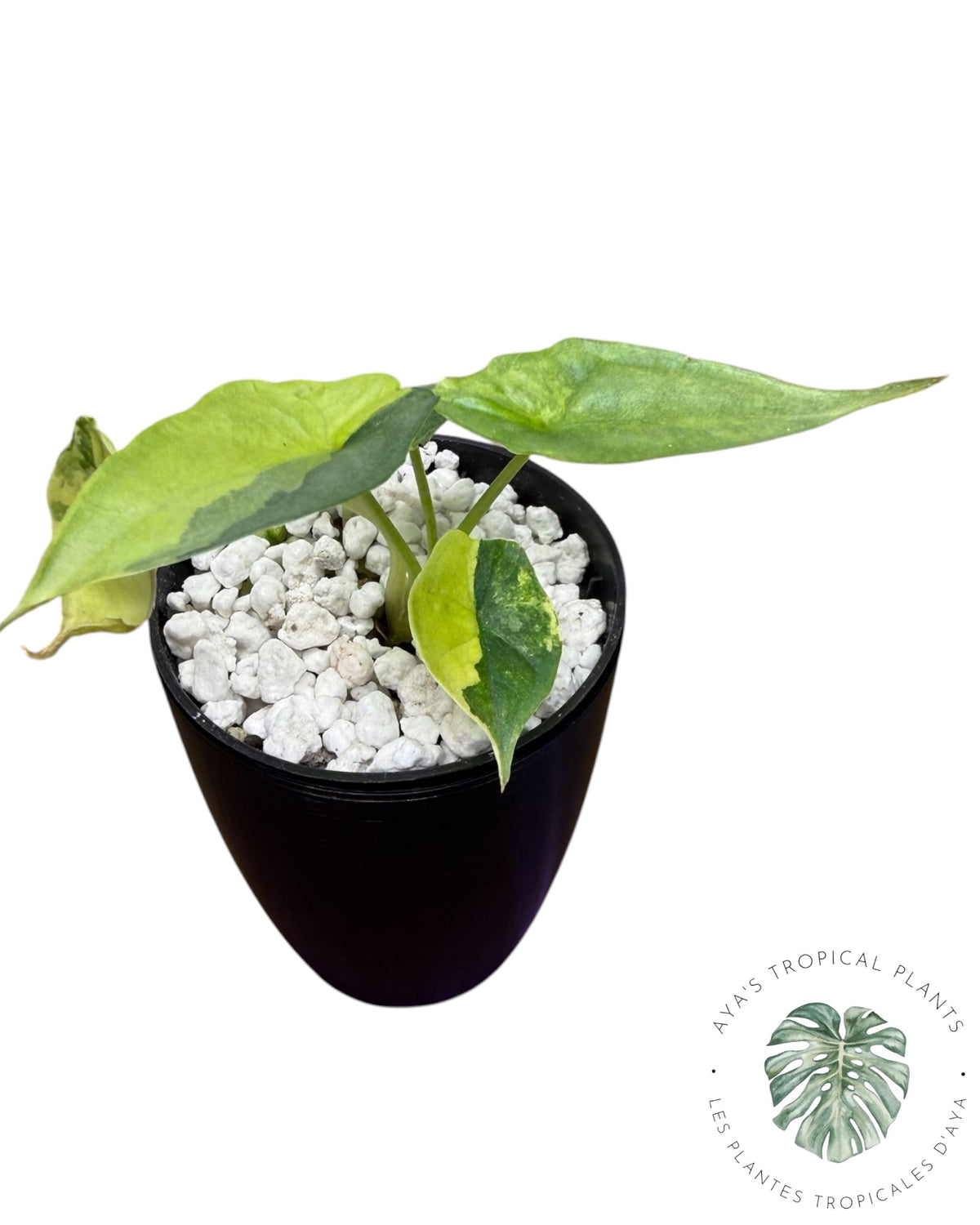 Alocasia Heterophylla "Dragons Breath" Aurea Variegated