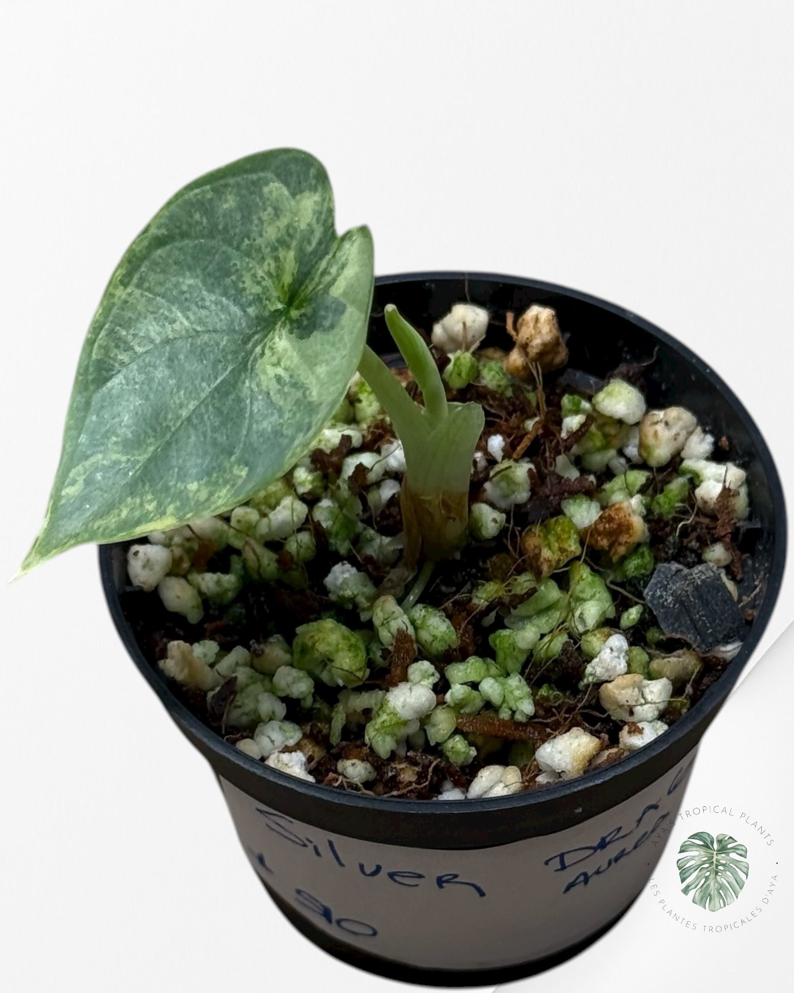 Alocasia Silver Dragon Variegated Aurea| Rare TC Plant| Aya's Tropical Plants