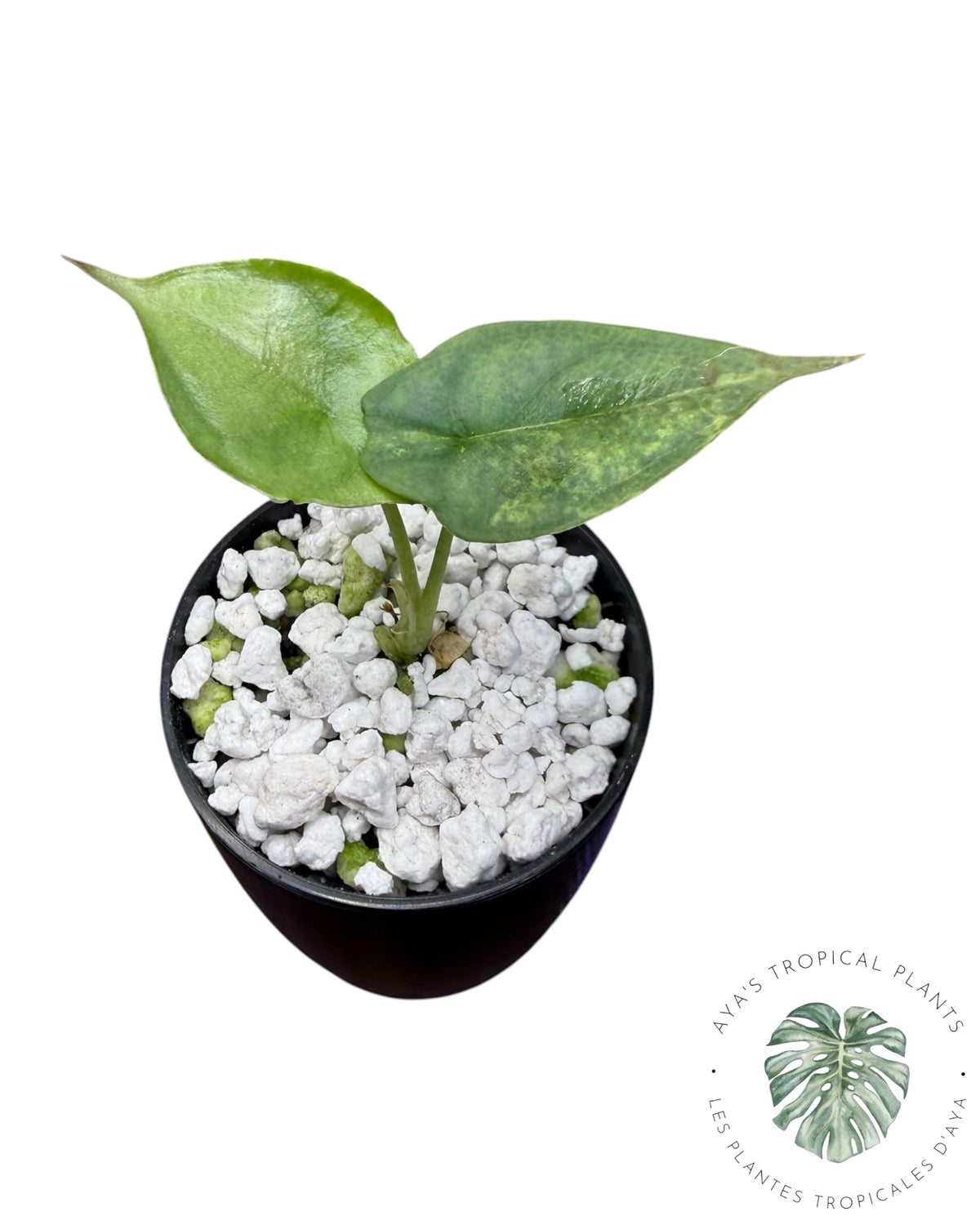 Alocasia Heterophylla "Dragons Breath" Aurea Variegated