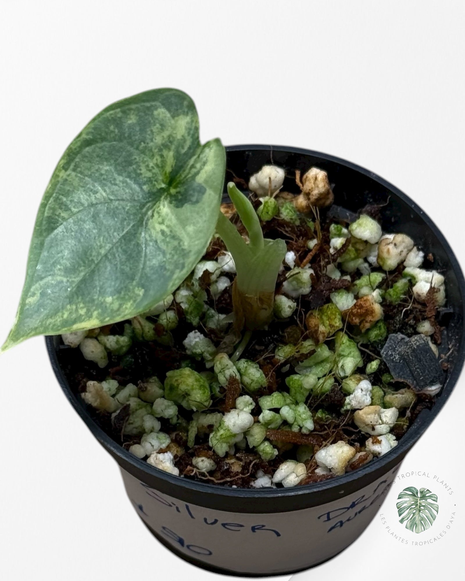 Alocasia Silver Dragon Variegated Aurea| Rare TC Plant| Aya's Tropical Plants