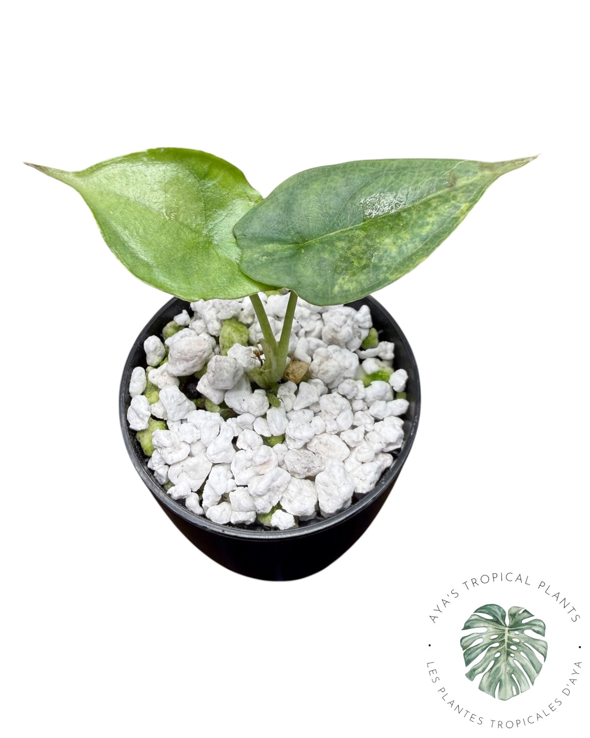 Alocasia Heterophylla "Dragons Breath" Aurea Variegated