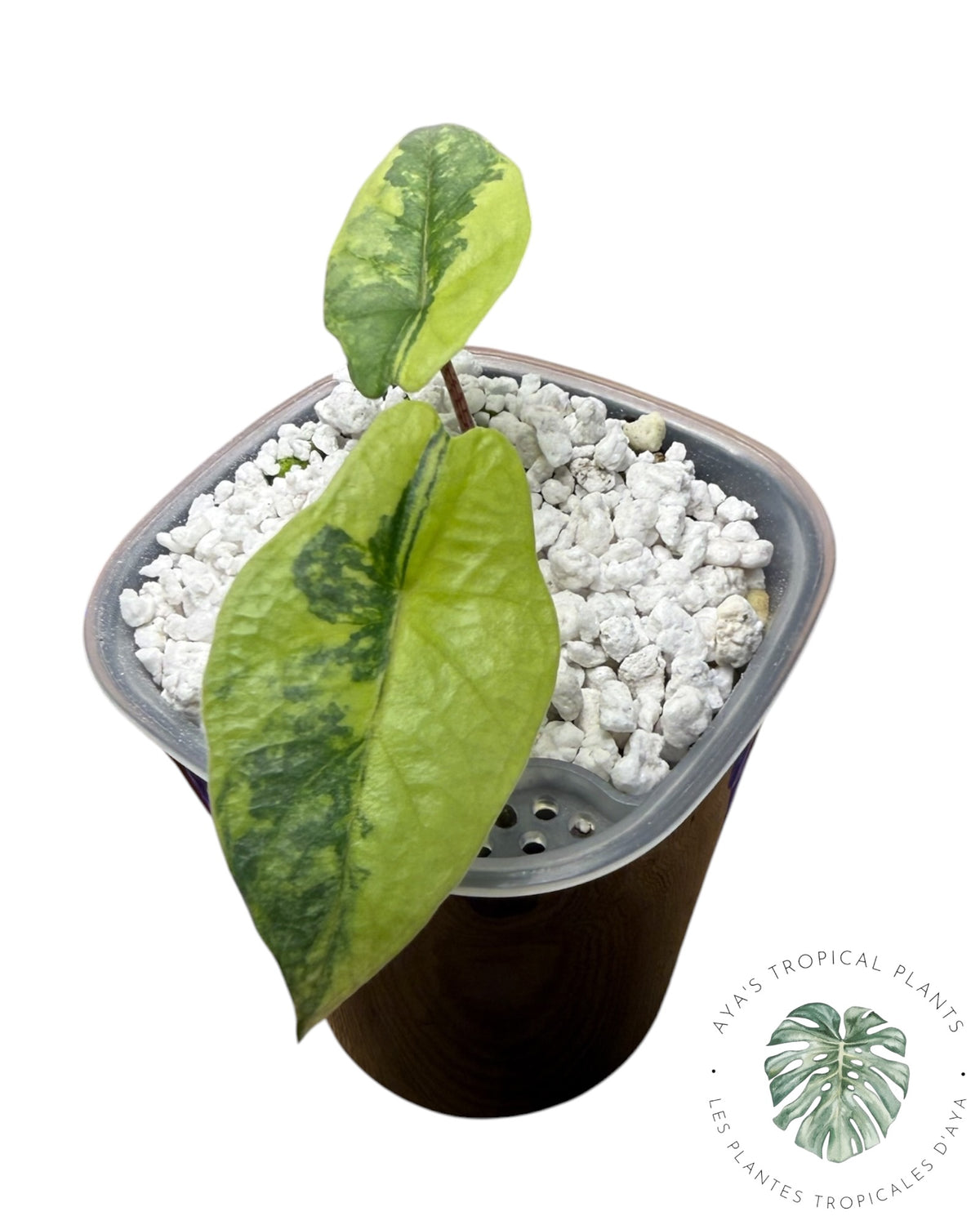 Alocasia Heterophylla Metallic Blue Aurea Panaché
